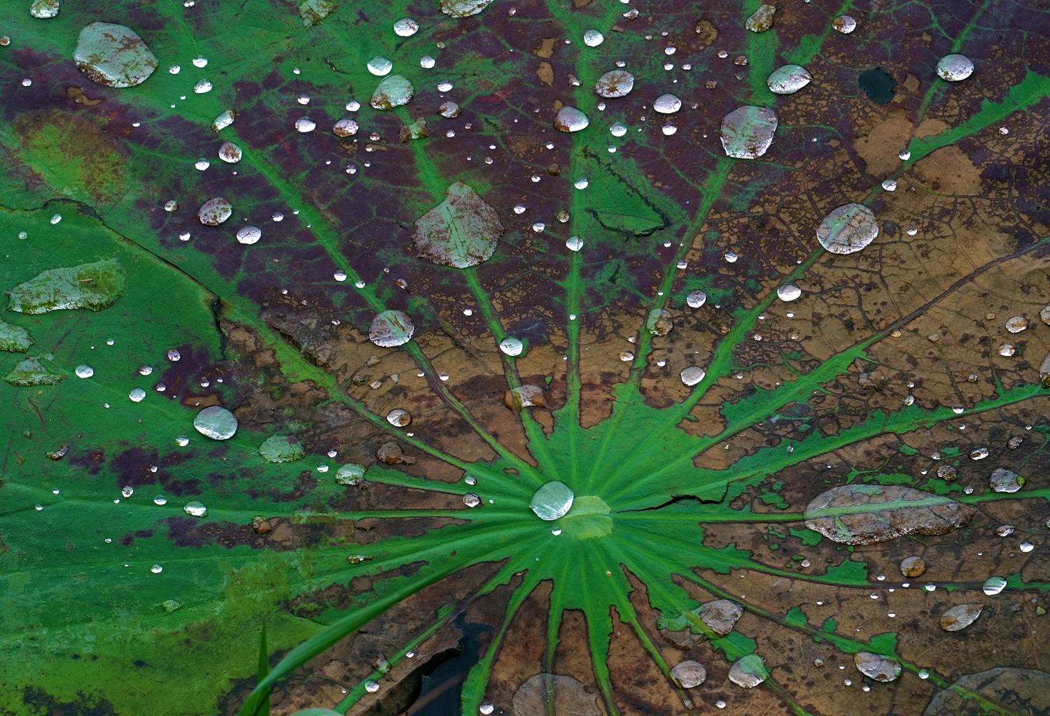 陳永鑑_荷花作品_20250722t.JPG