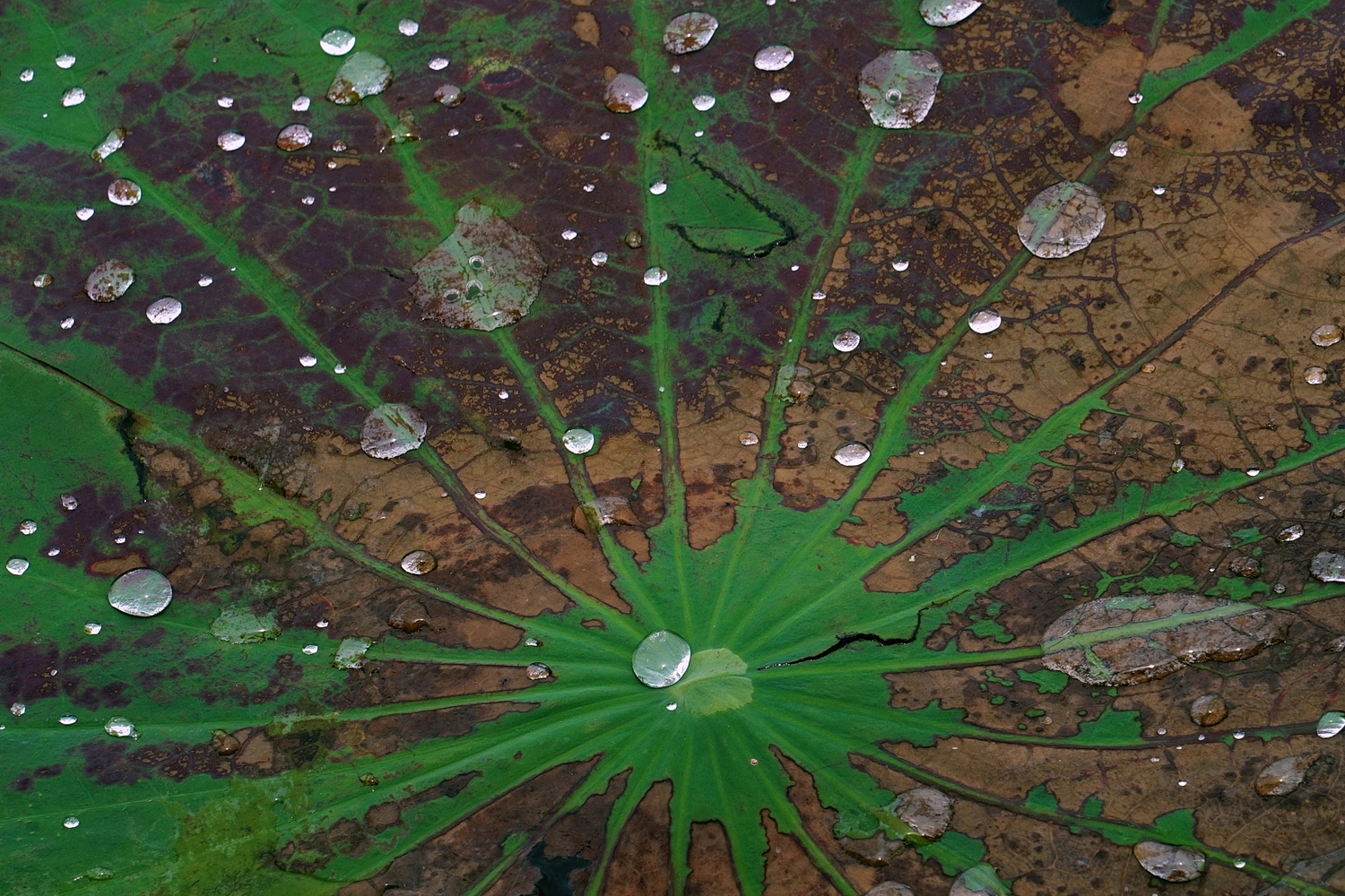 陳永鑑_荷花作品_20250723f.JPG