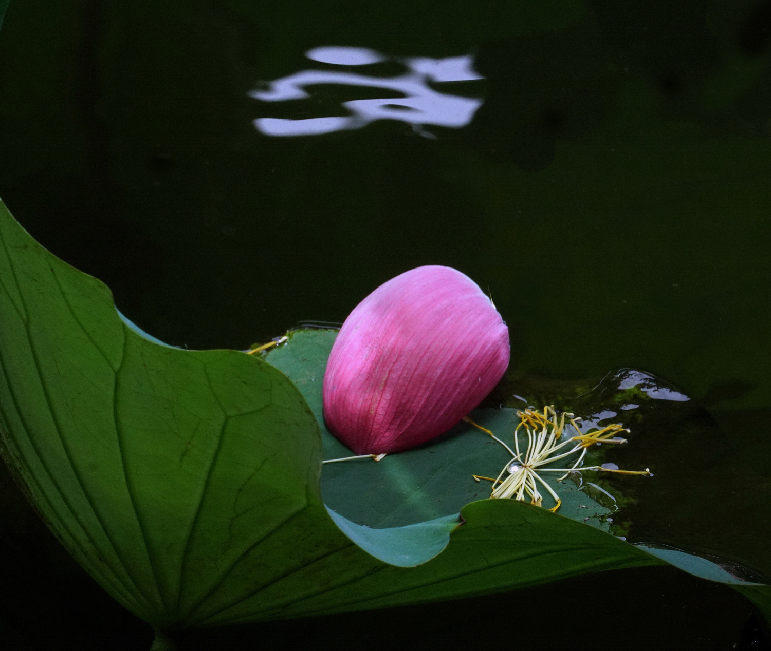 陳永鑑_荷花作品_20250723e.JPG
