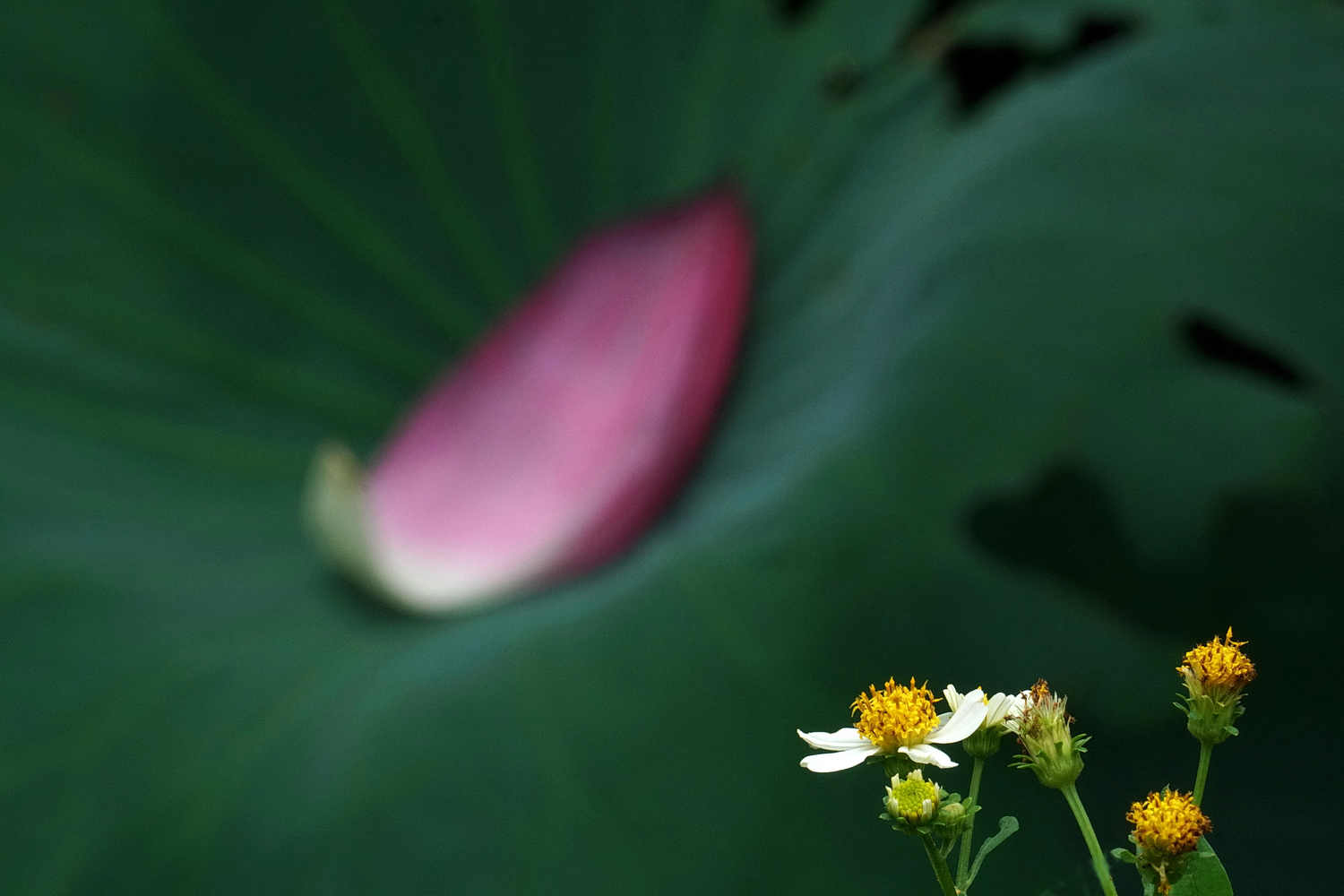 陳永鑑_荷花作品_20250723d.JPG