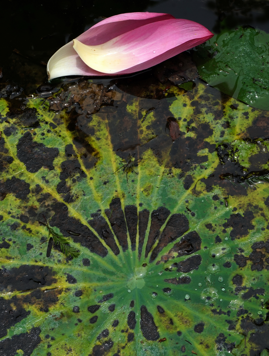 陳永鑑_荷花作品_20250723b.JPG