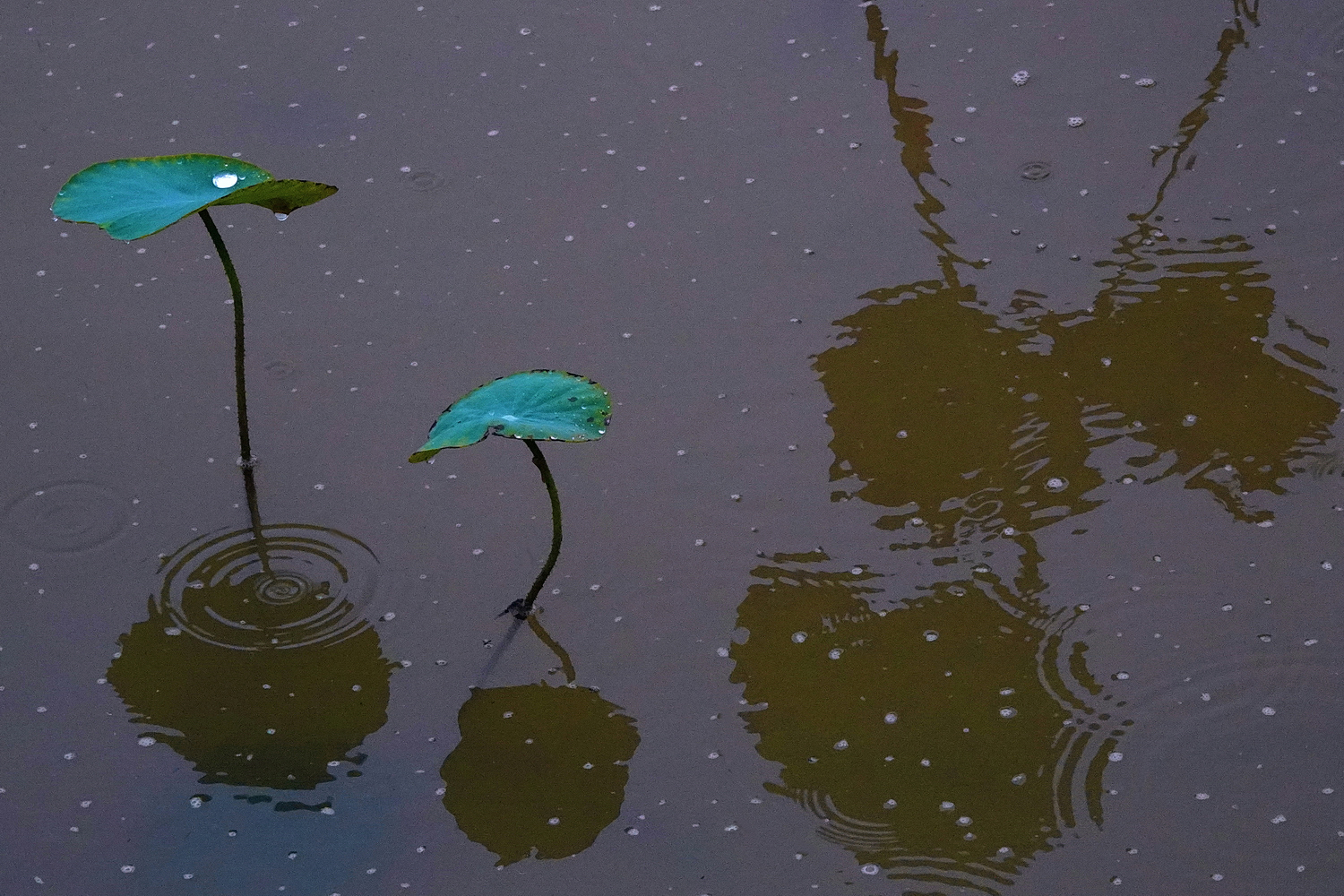 陳永鑑_荷花作品_20250723j.JPG