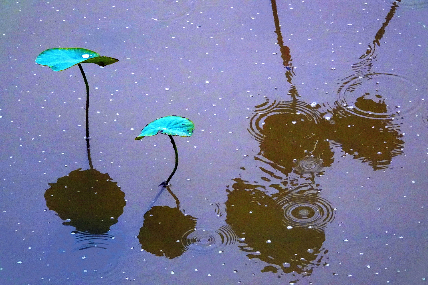 陳永鑑_荷花作品_20250723i.JPG