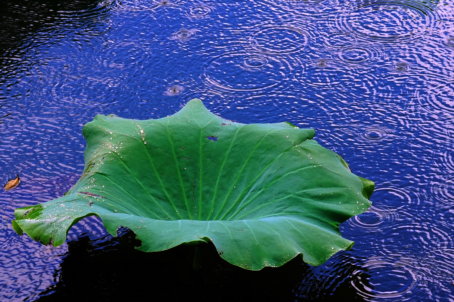 陳永鑑_荷花作品_20250724n.JPG