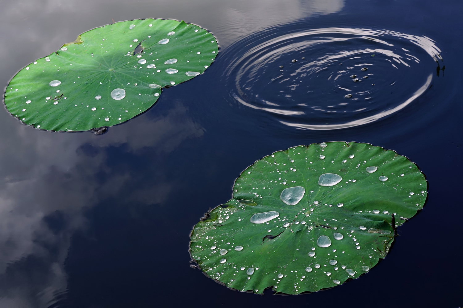 陳永鑑_荷花作品_20250724k.JPG