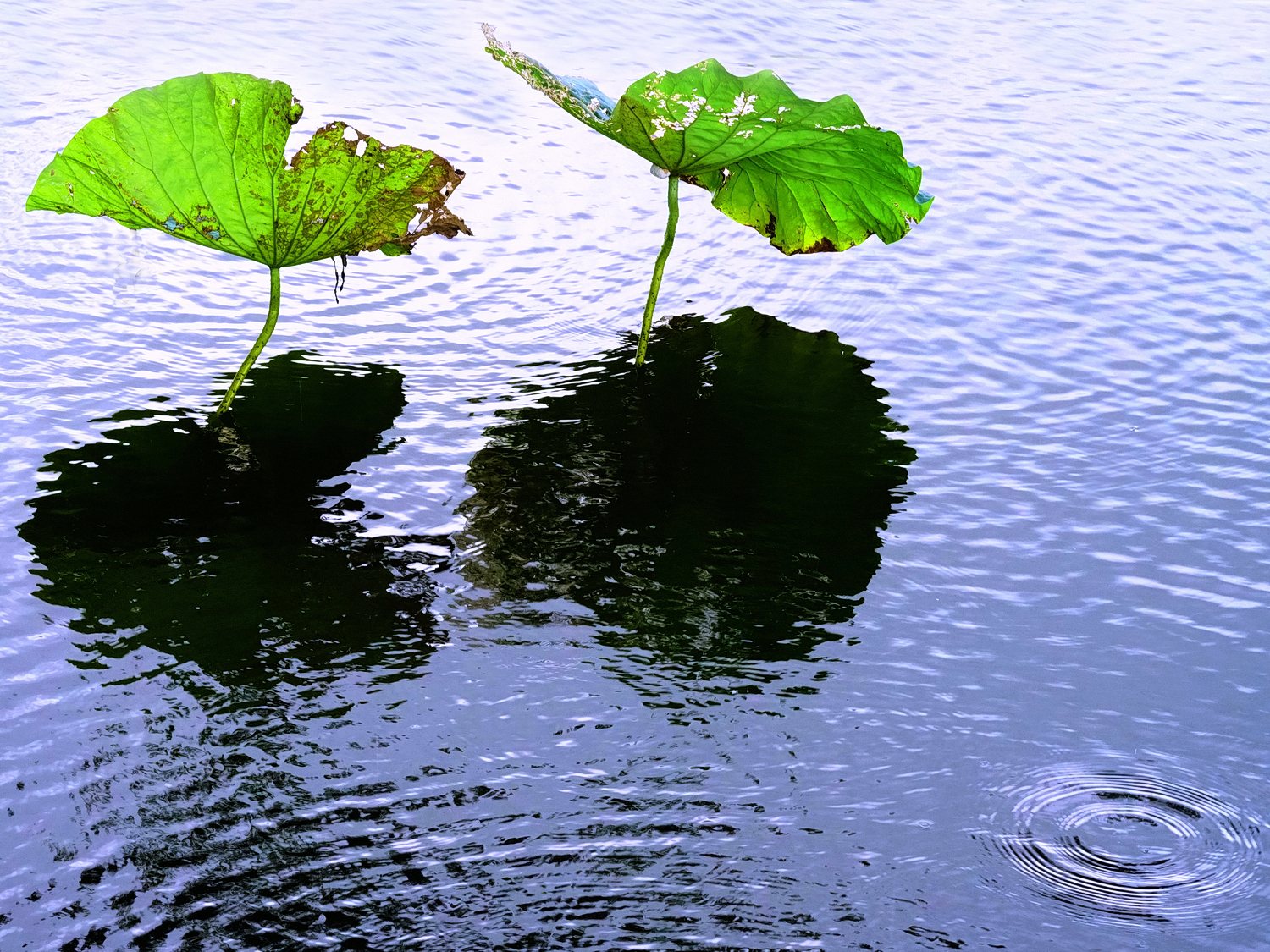 陳永鑑_荷花作品_20250724j.JPG