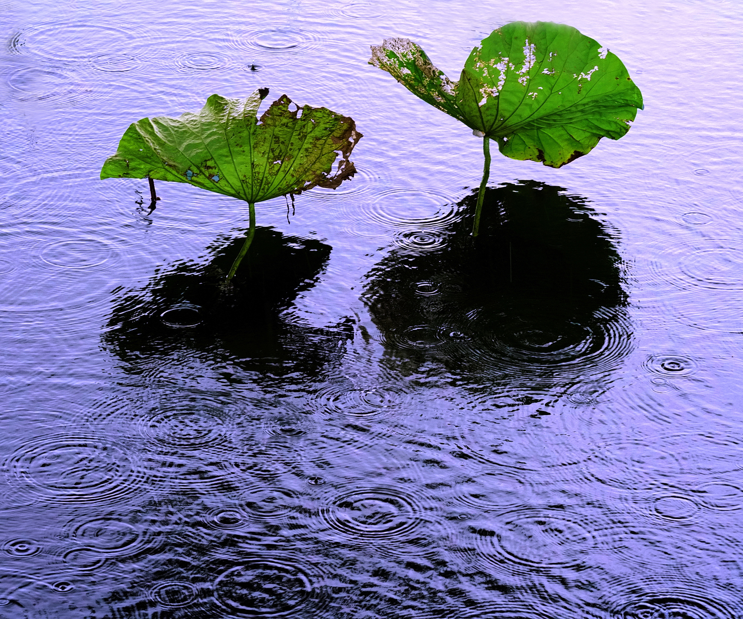 陳永鑑_荷花作品_20250724i.JPG