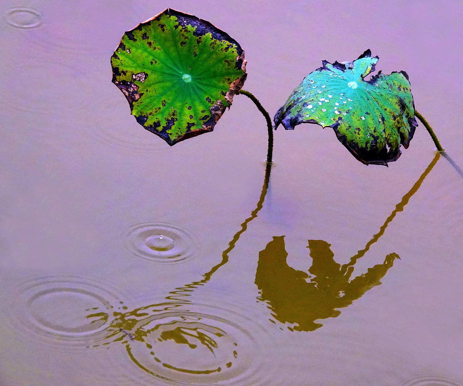 陳永鑑_荷花作品_20250725k.JPG