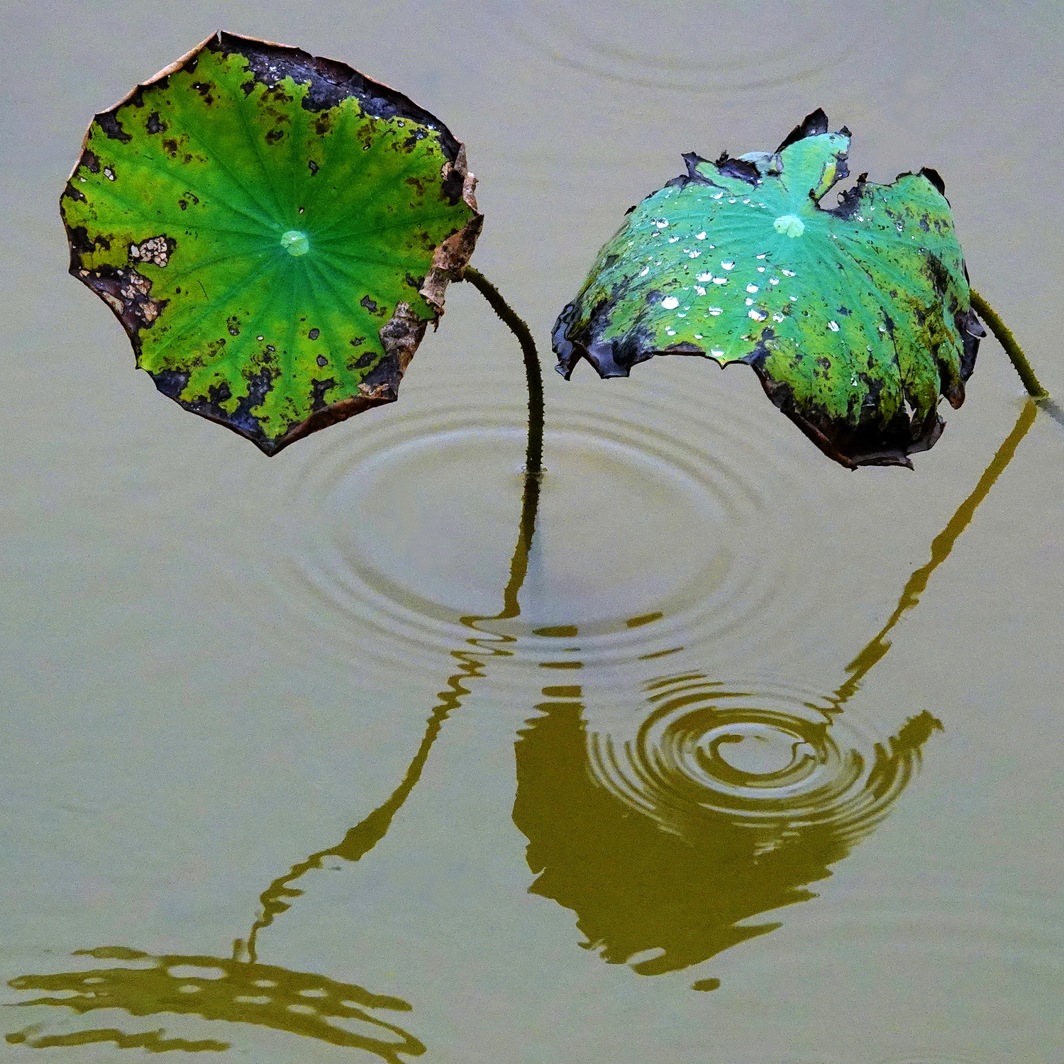 陳永鑑_荷花作品_20250725j.JPG