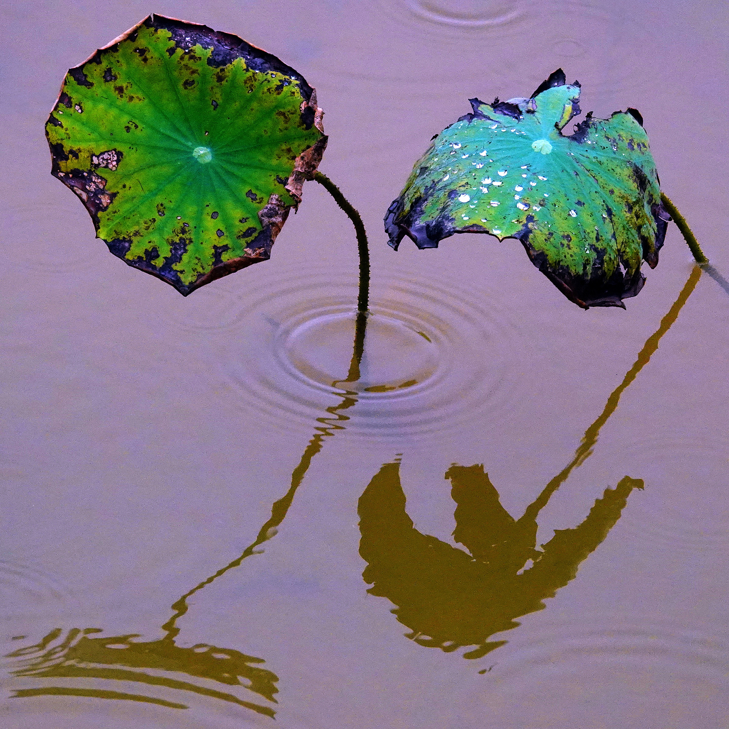 陳永鑑_荷花作品_20250725i.JPG