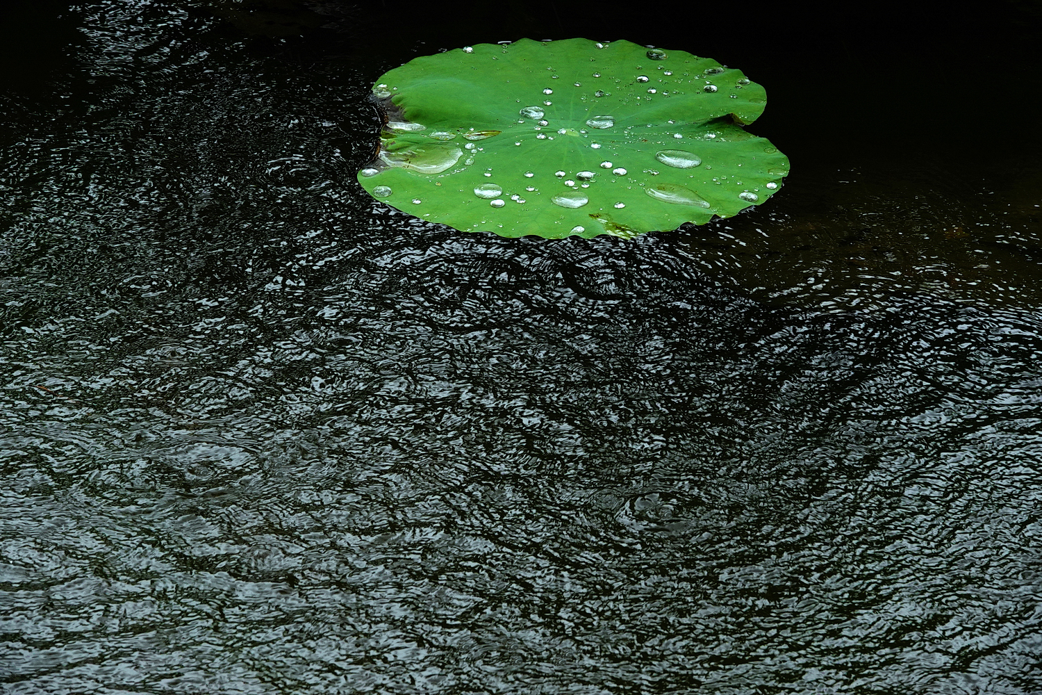 陳永鑑_荷花作品_20250726i.JPG