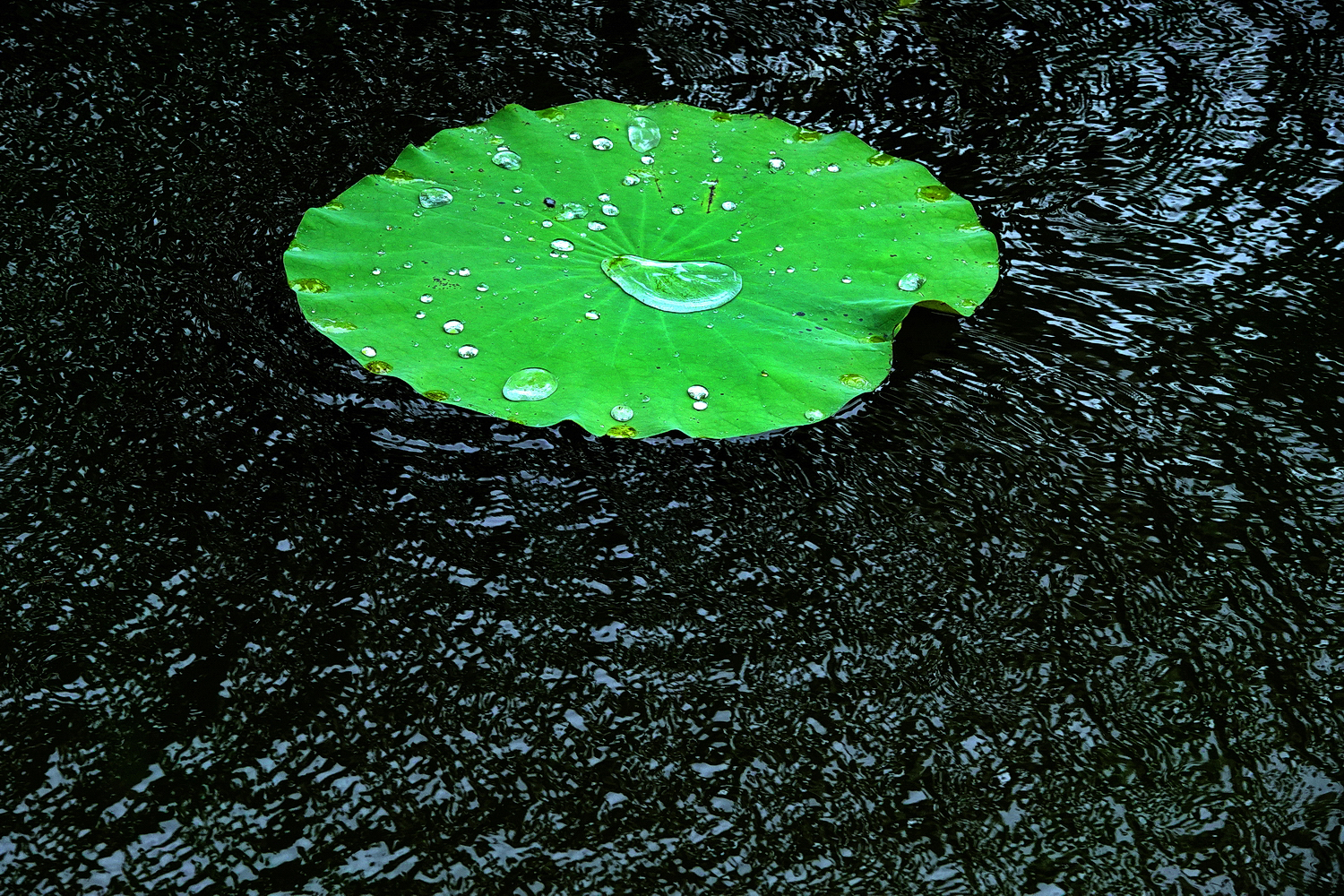 陳永鑑_荷花作品_20250726l.JPG