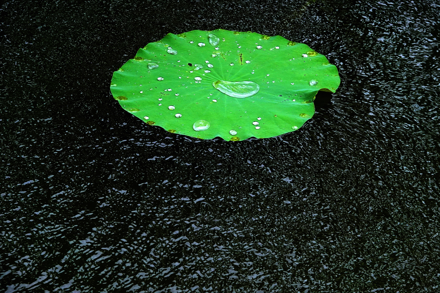 陳永鑑_荷花作品_20250726k.JPG