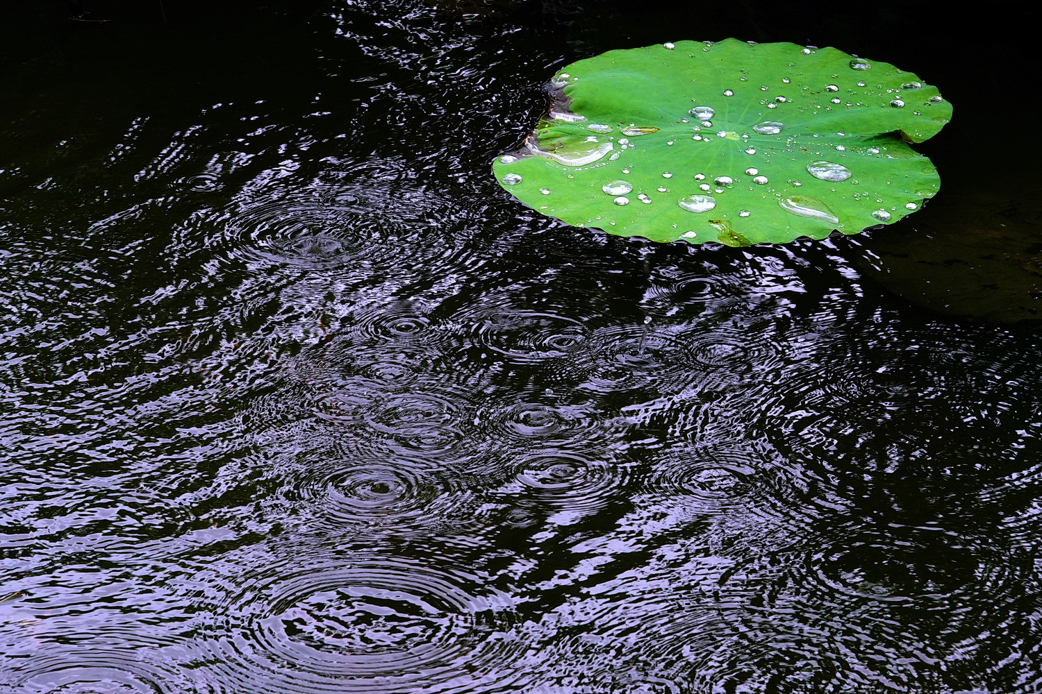 陳永鑑_荷花作品_20250726j.JPG