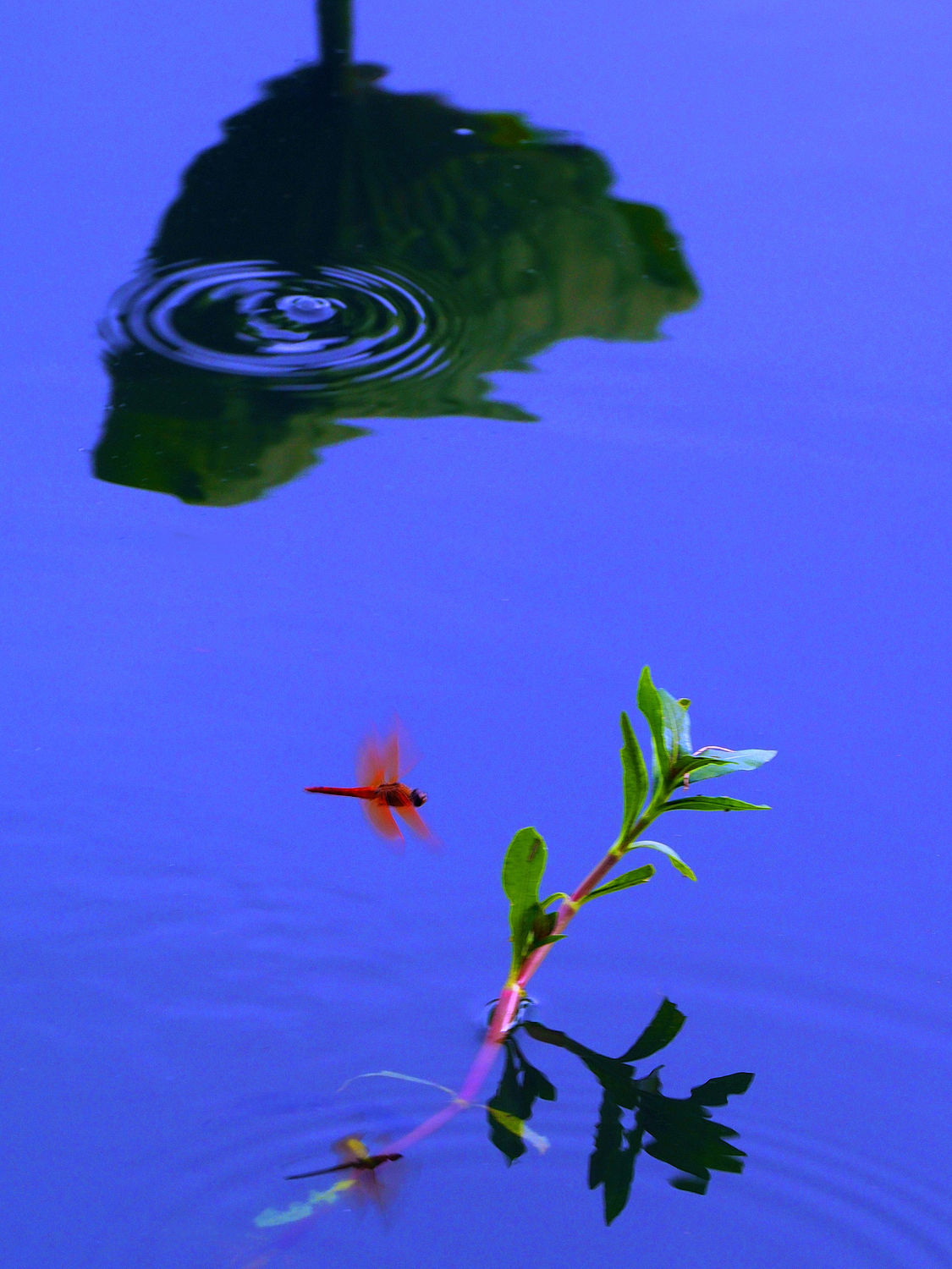 陳永鑑_荷花作品_20250727c.JPG