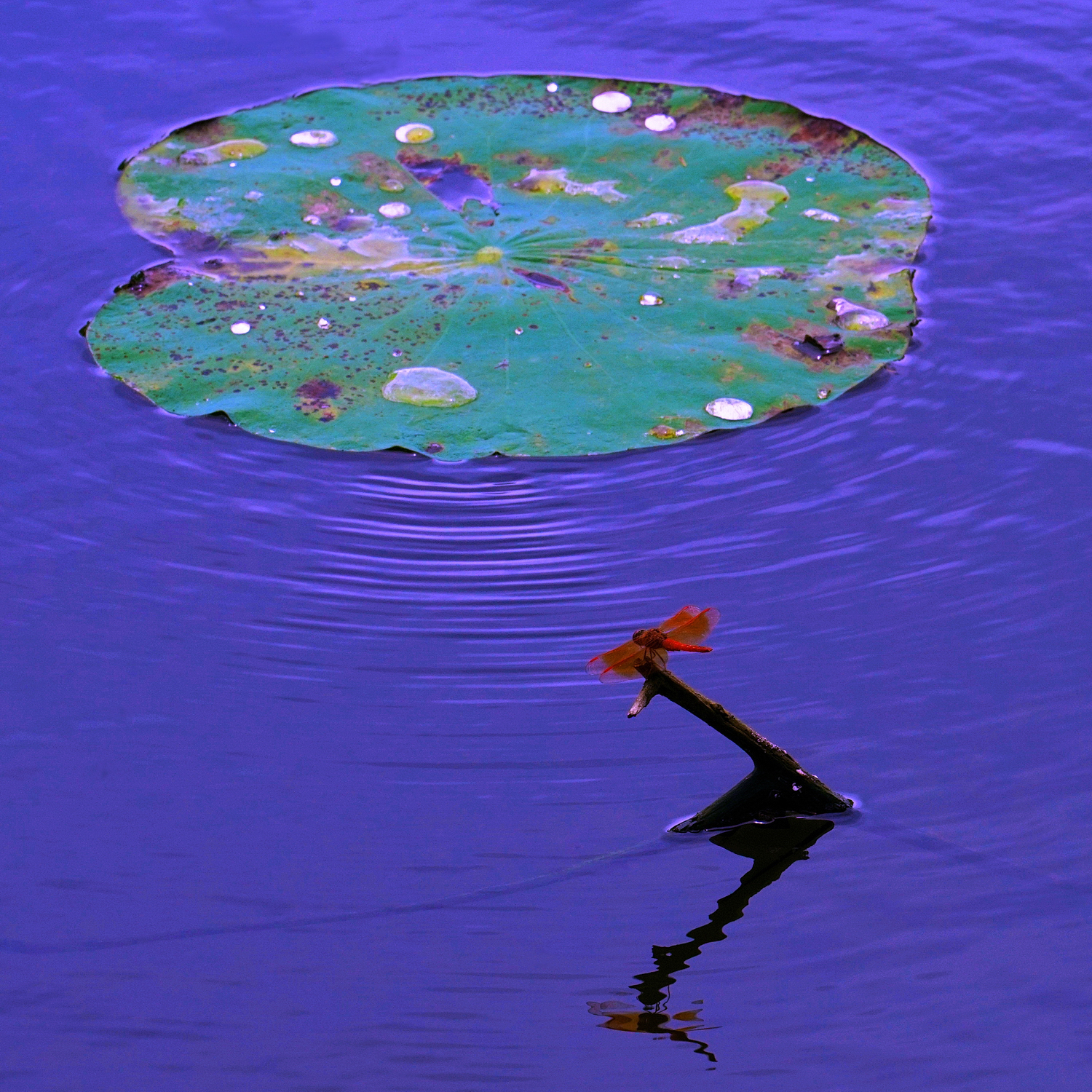 陳永鑑_荷花作品_20250728a.JPG
