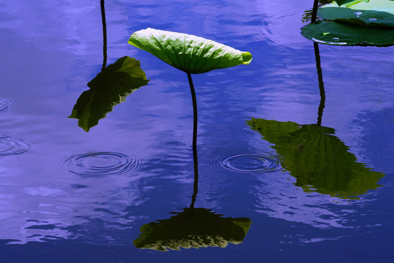 陳永鑑_荷花作品_20250728i.JPG