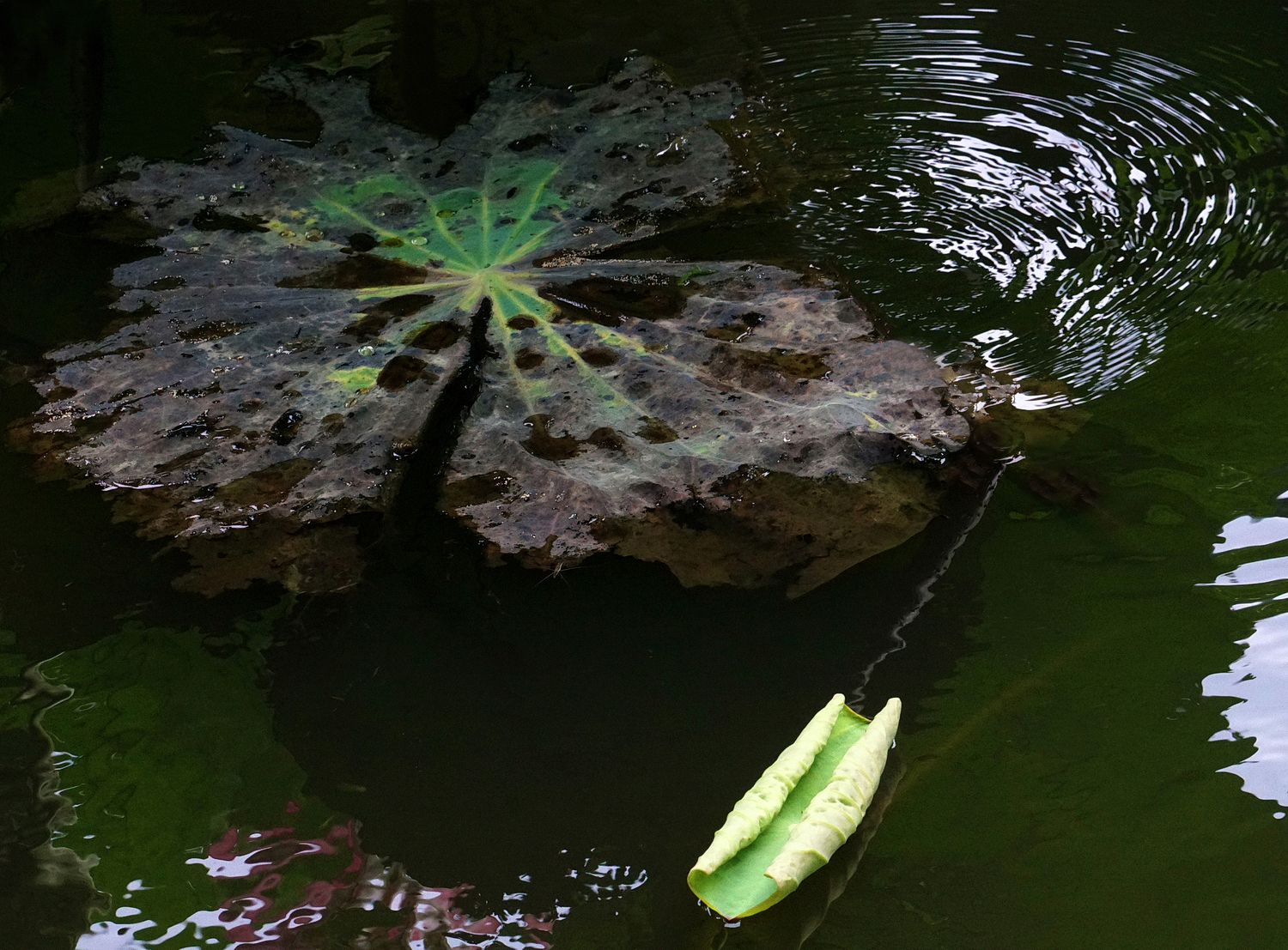 陳永鑑_荷花作品_20250729l.JPG