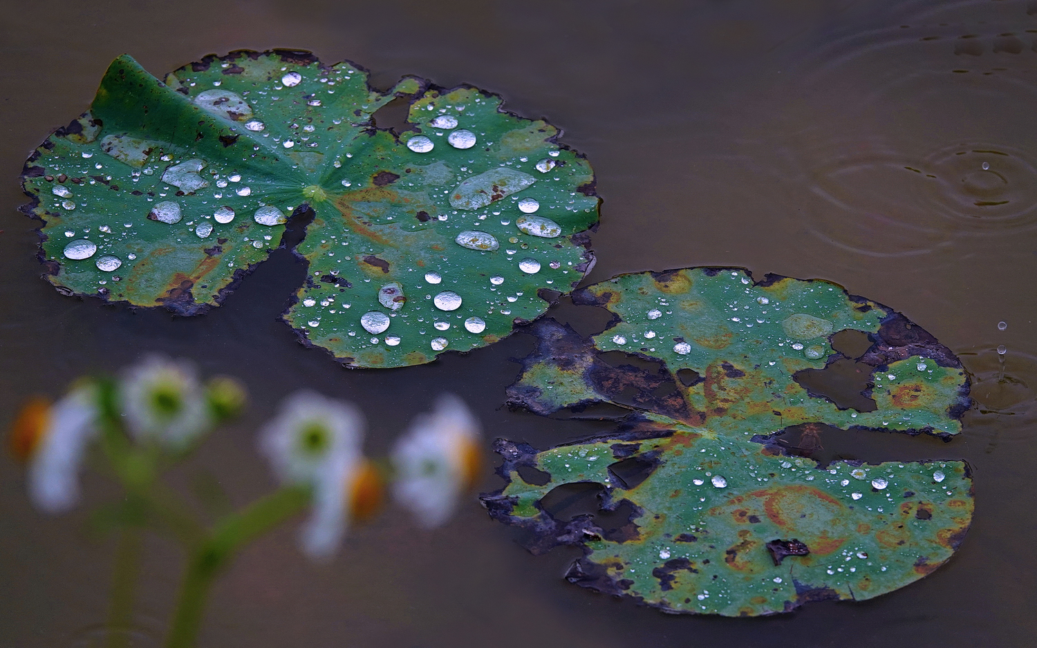 陳永鑑_荷花作品_20250729o.JPG