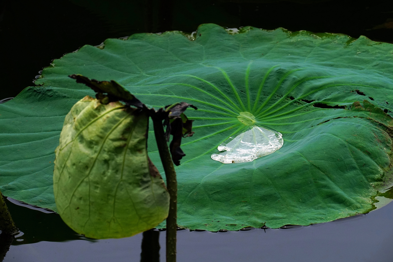 陳永鑑_荷花作品_20250730p.JPG