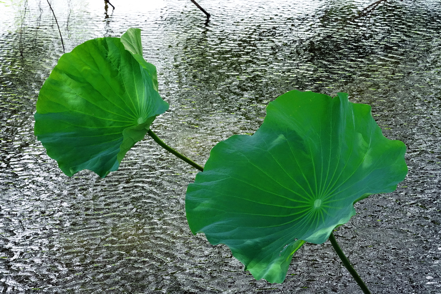 陳永鑑_荷花作品_20250730w.JPG