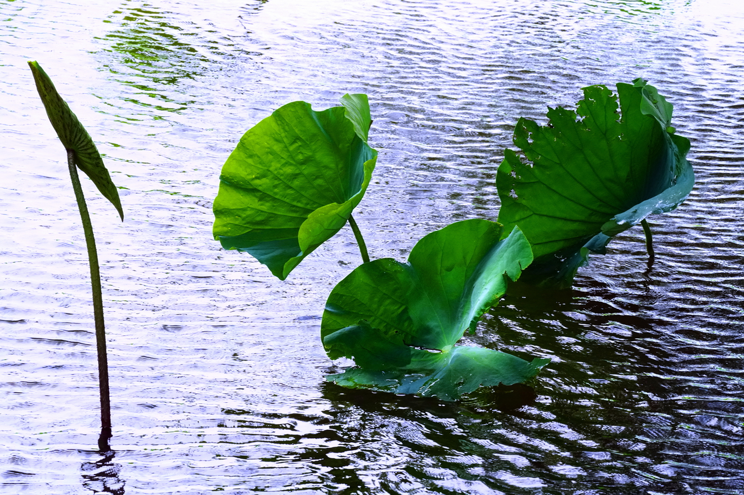 陳永鑑_荷花作品_20250730u.JPG