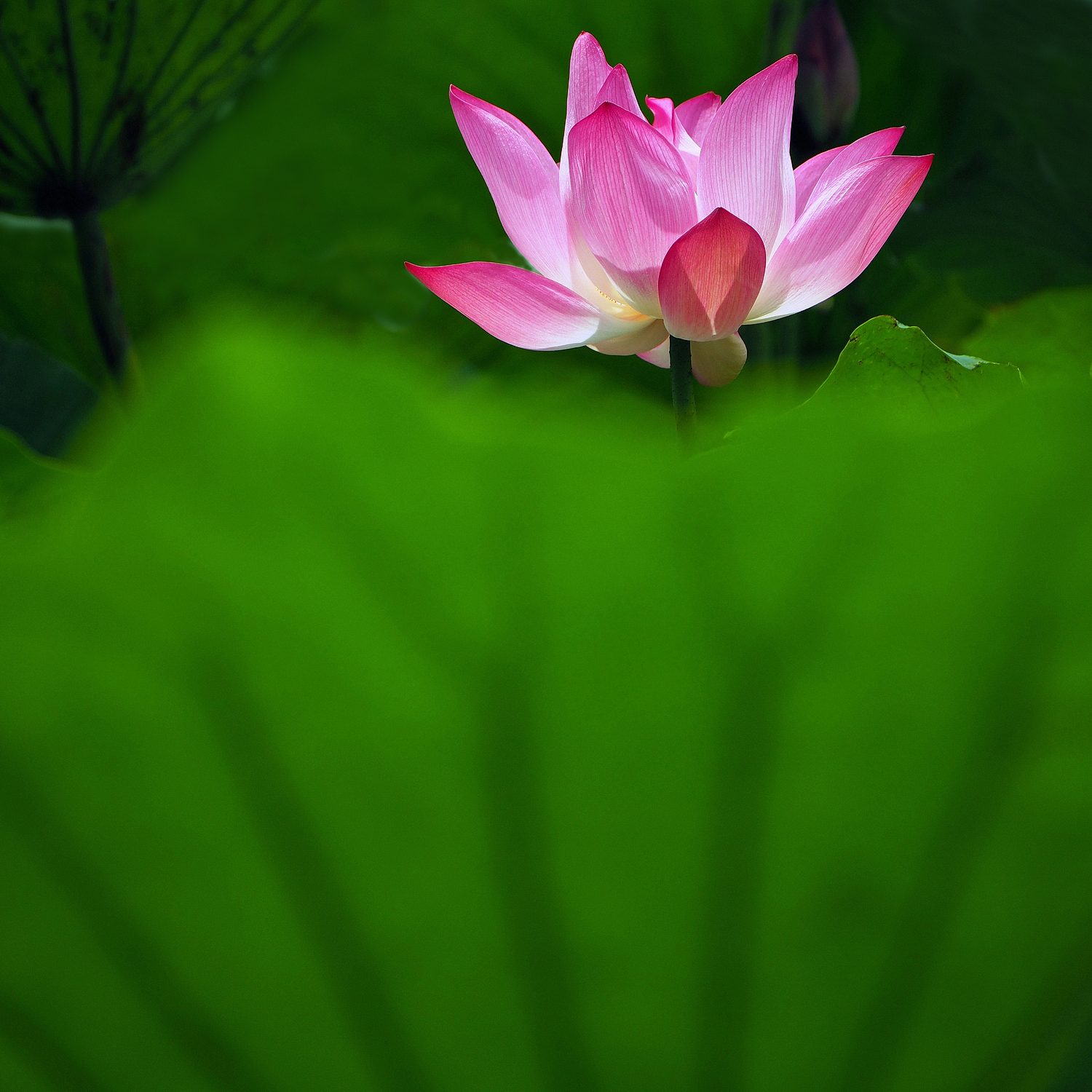 陳永鑑_荷花作品_20250801m.JPG