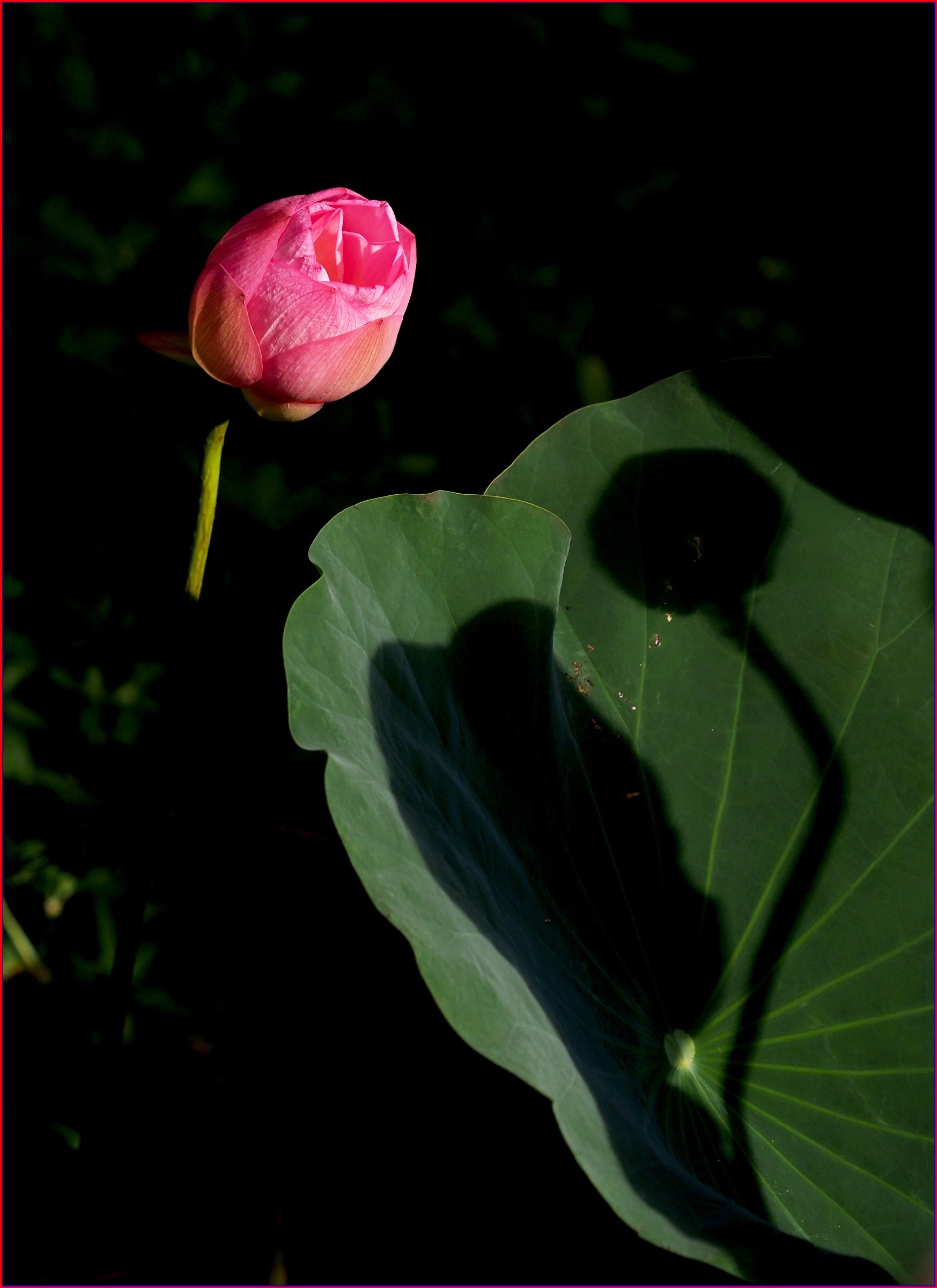 S__40501260.jpg