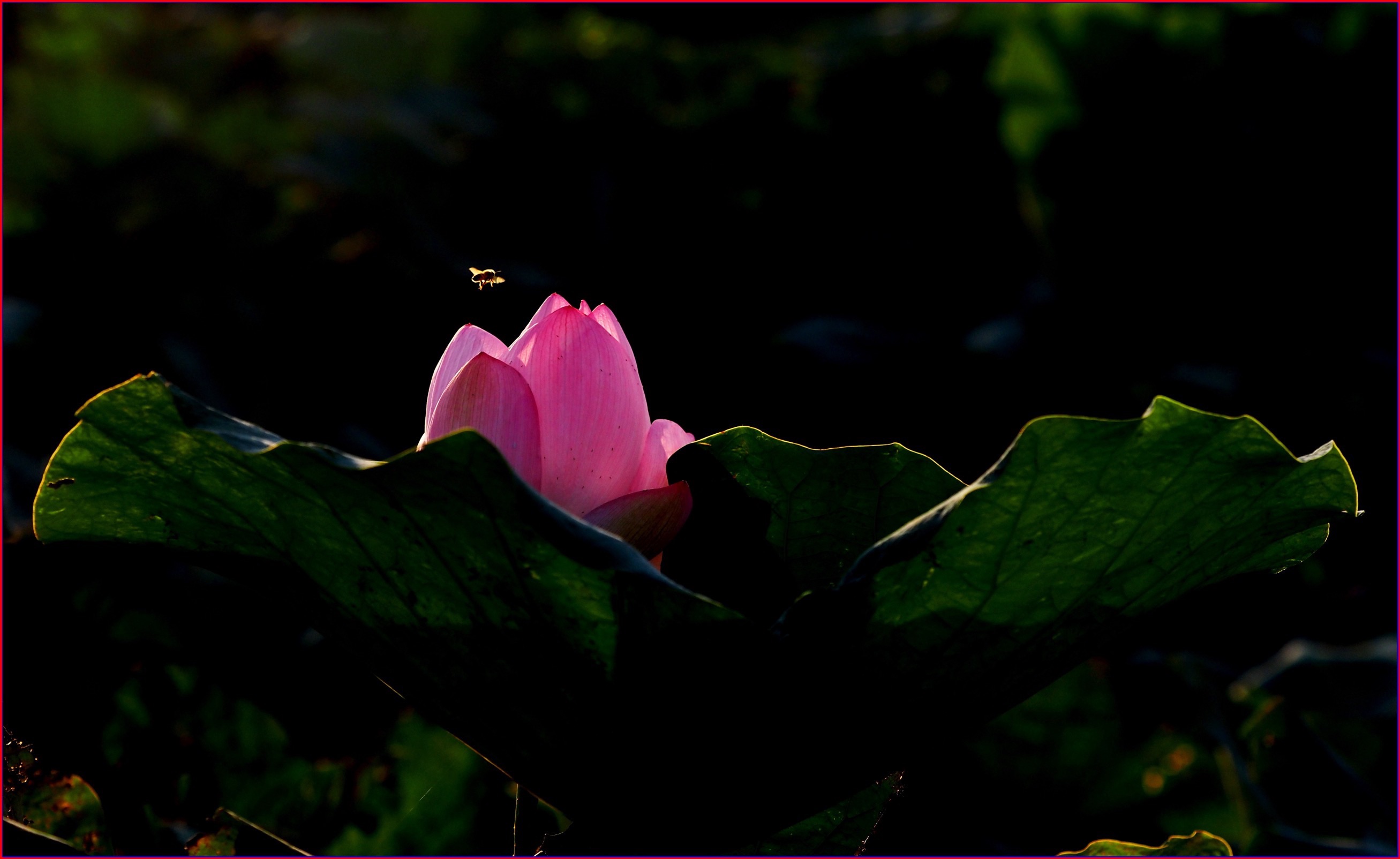 S__40517770.jpg