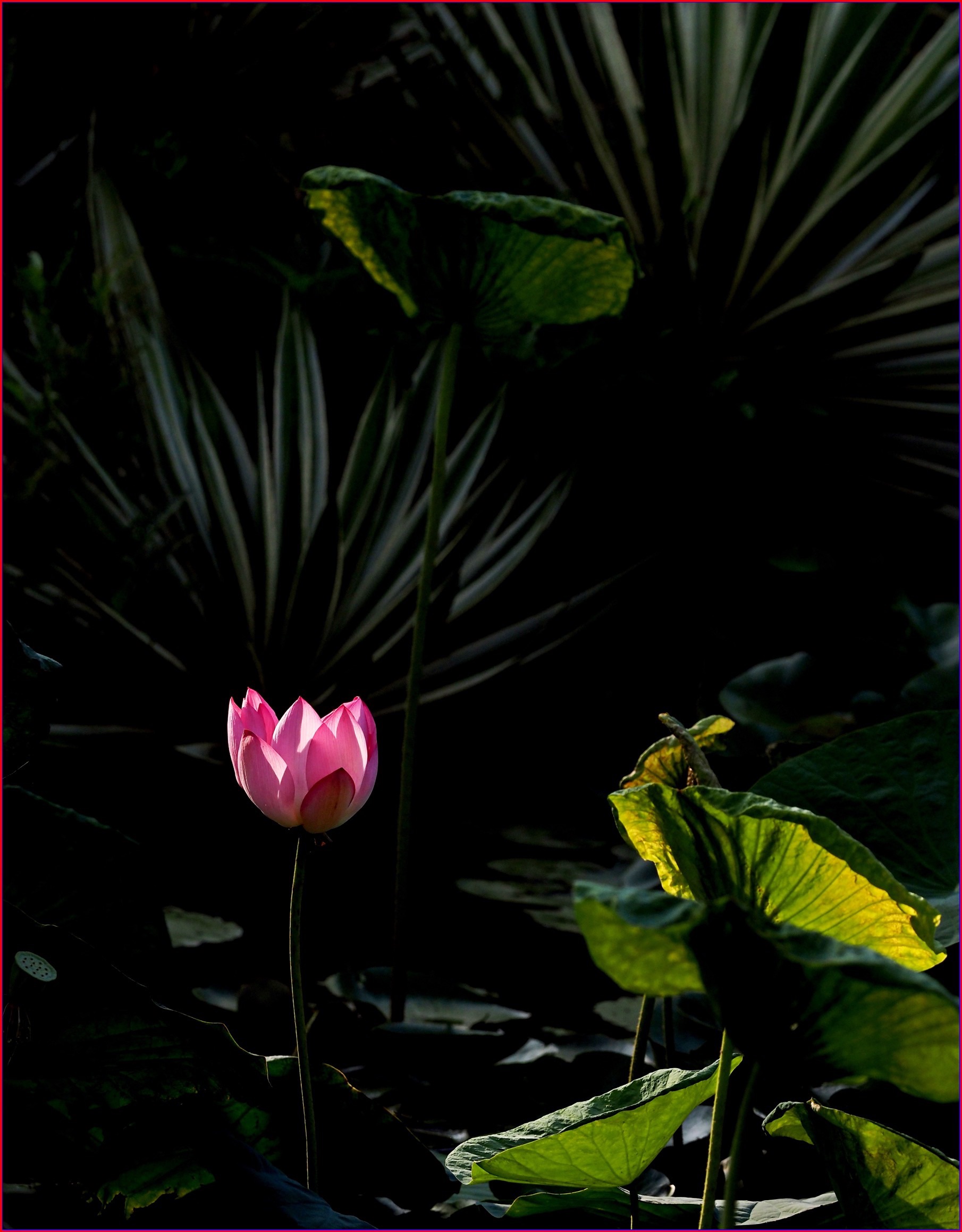 S__40517782.jpg