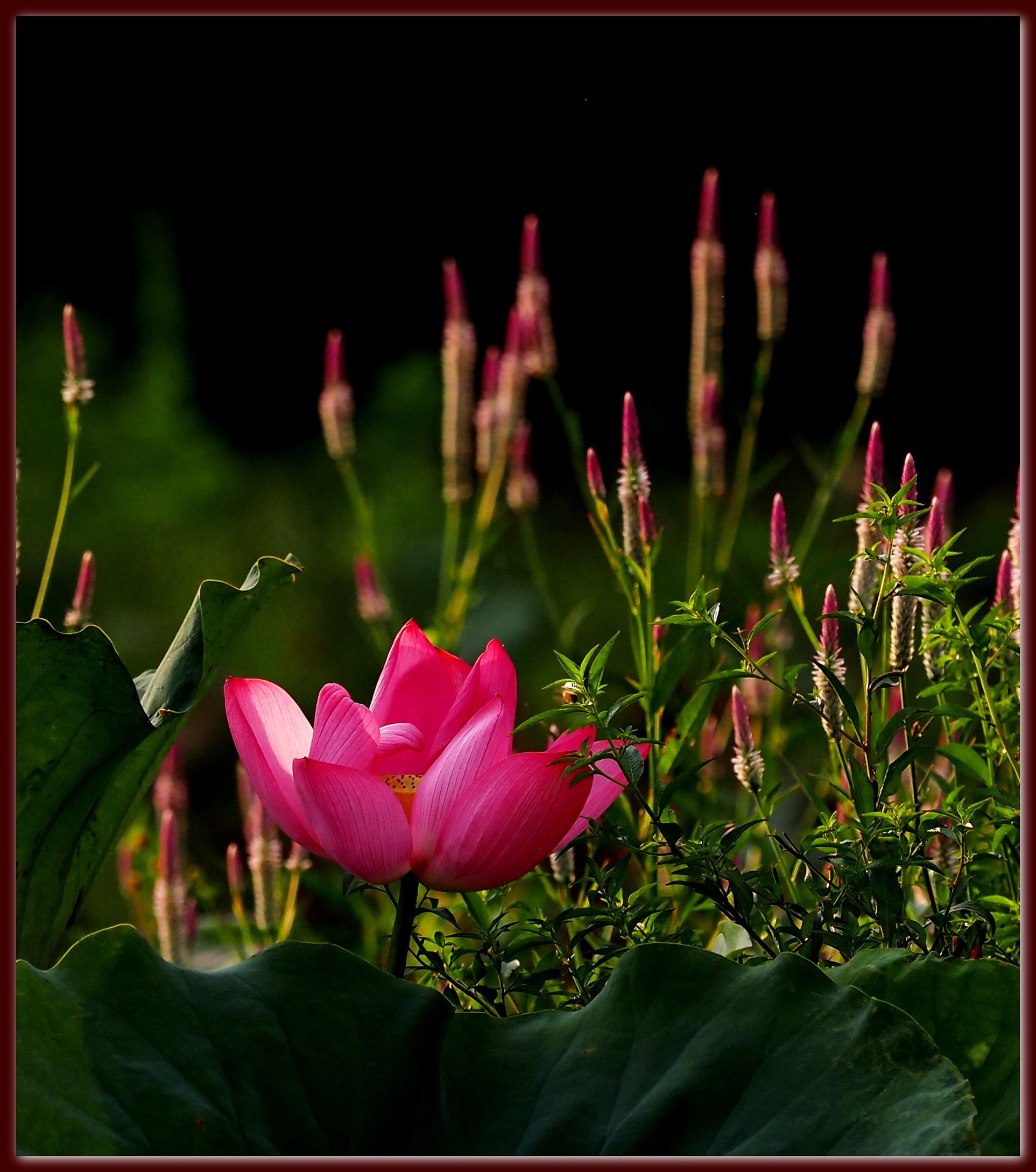 S__40558650.jpg
