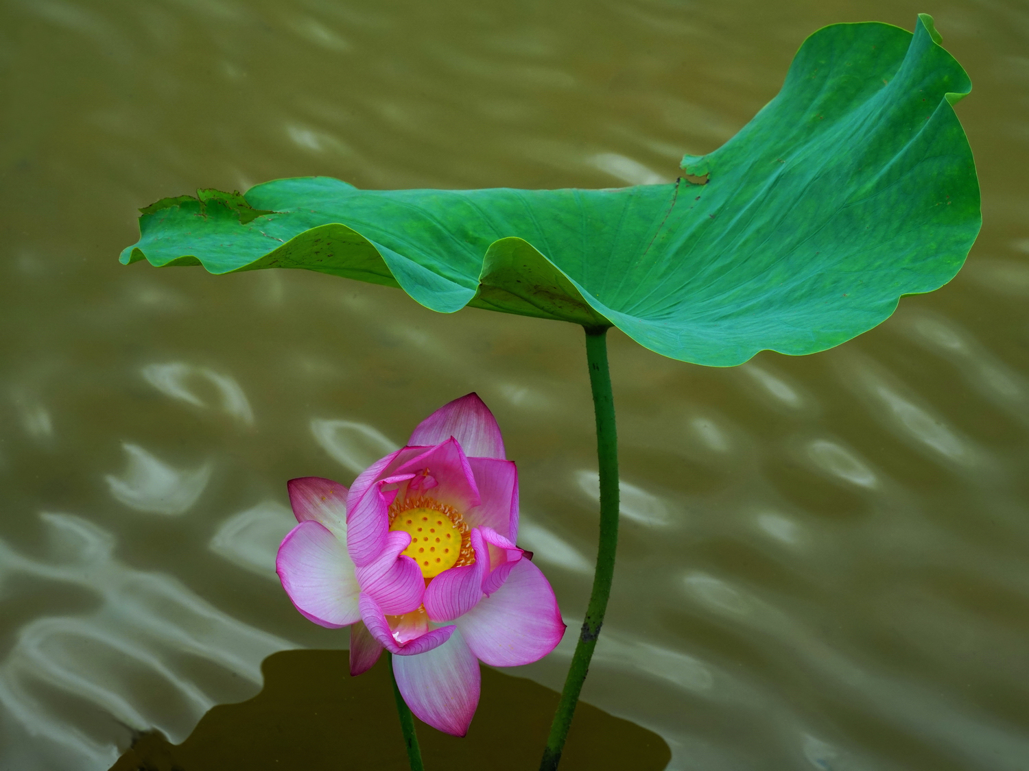 陳永鑑_荷花作品_20250802e.JPG