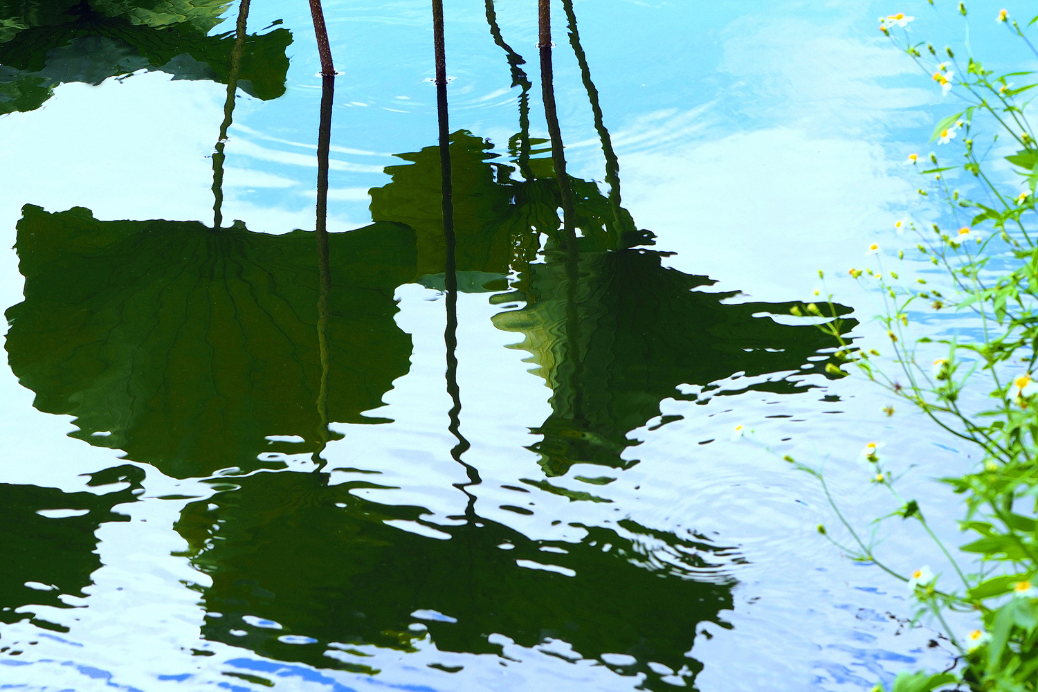 陳永鑑_荷花作品_20250803a.JPG
