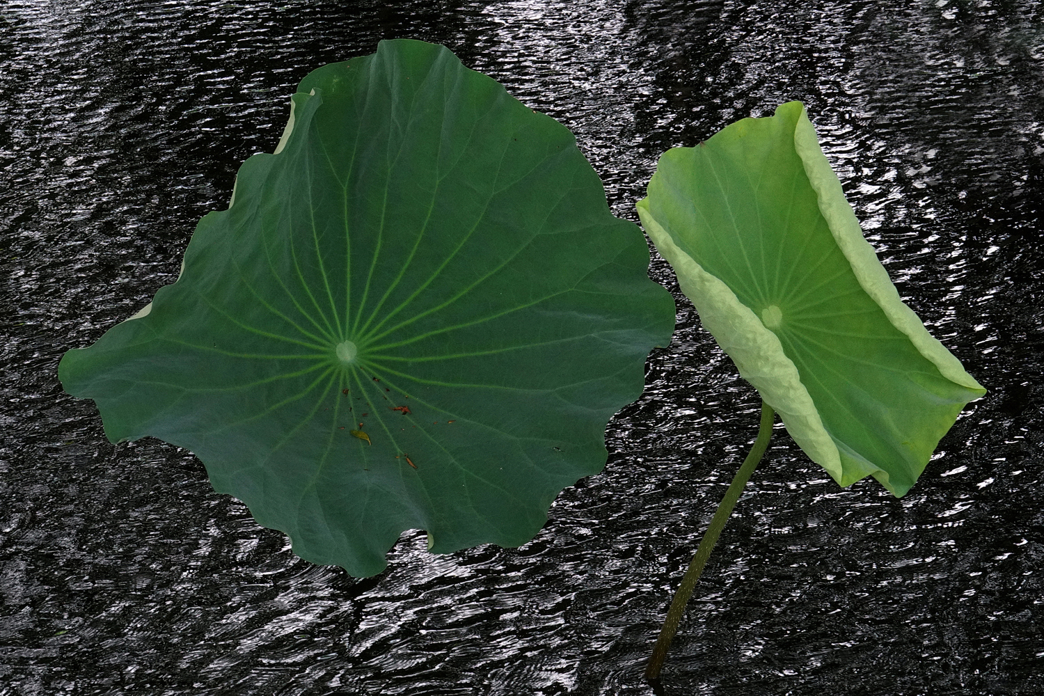 陳永鑑_荷花作品_20250803j.JPG