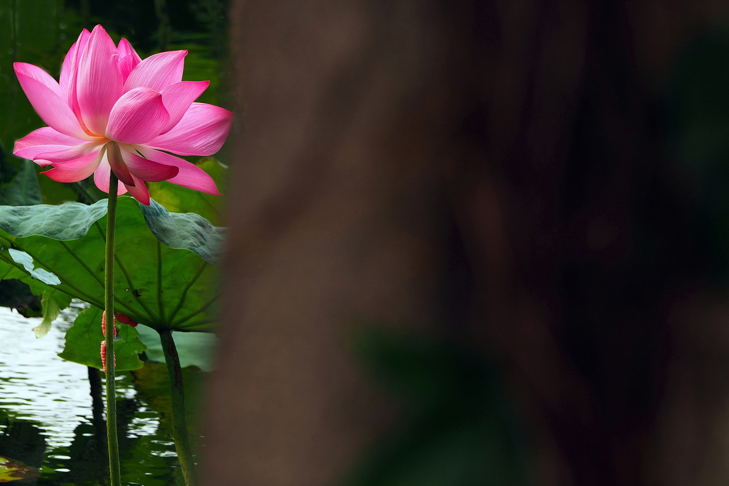 陳永鑑_荷花作品_20250803d.JPG