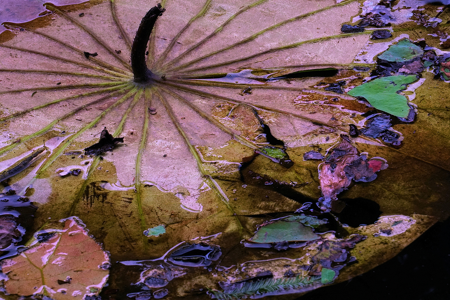 陳永鑑_荷花作品_20250803t.JPG