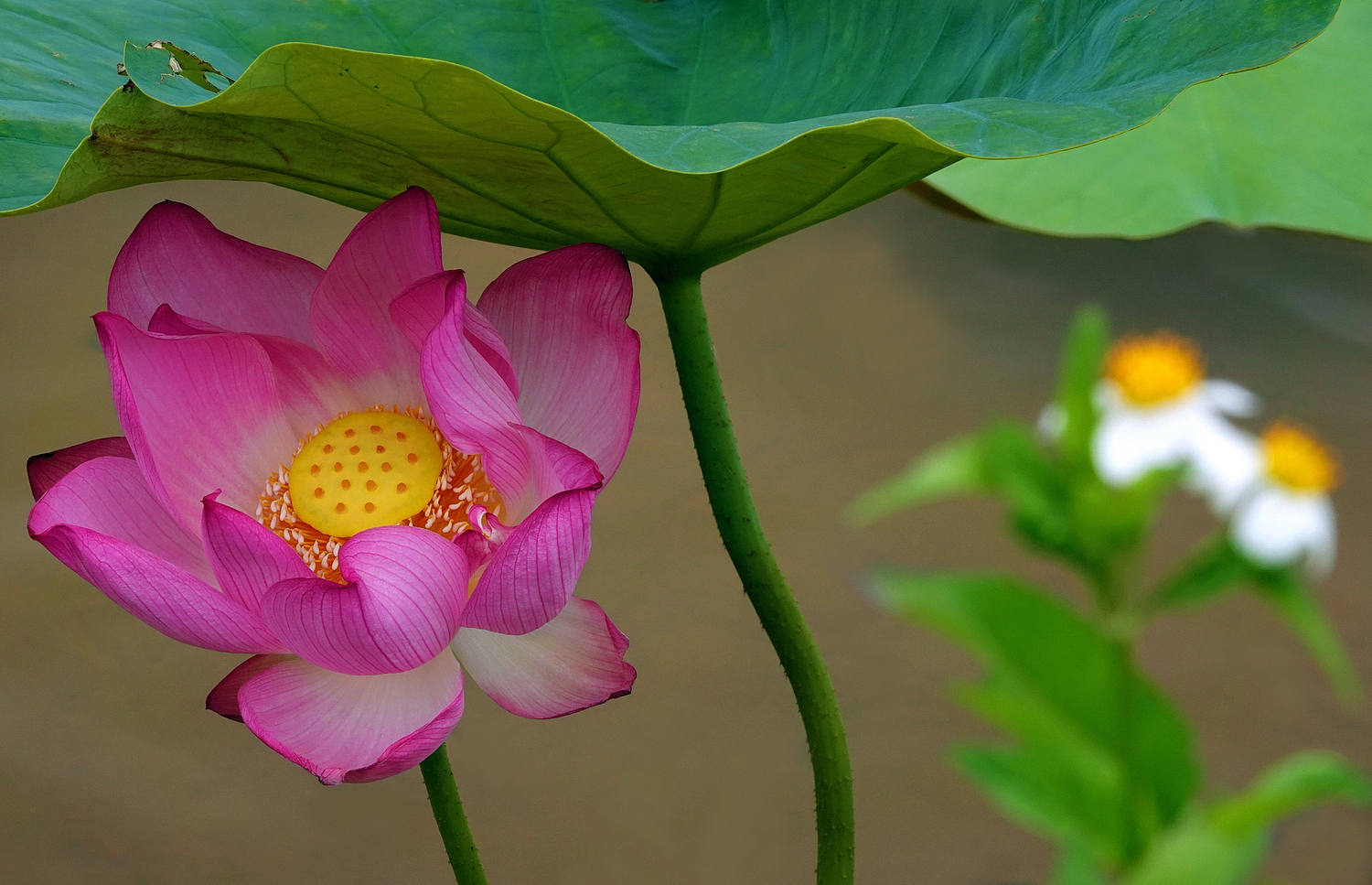 陳永鑑_荷花作品_20250806b.JPG