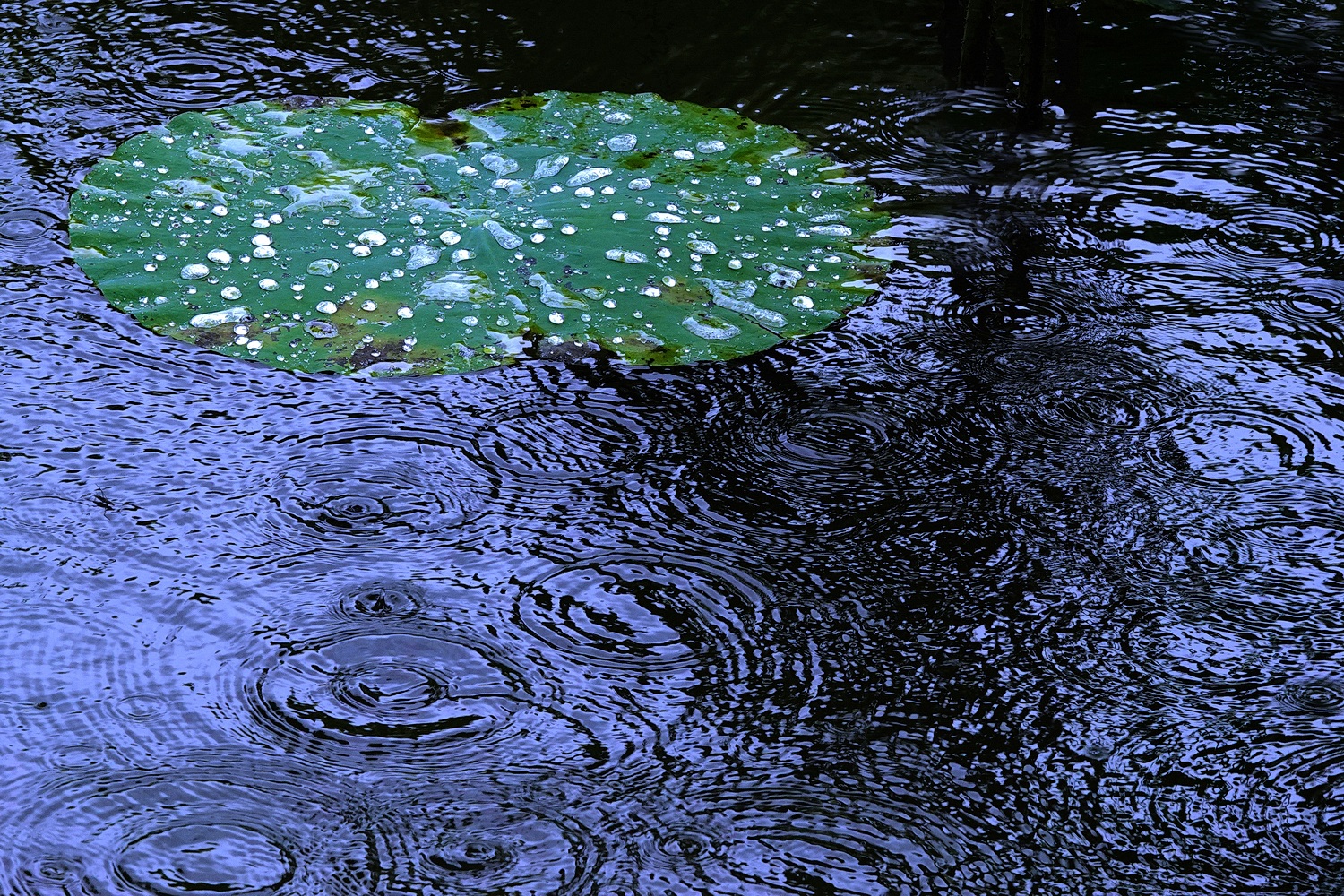 陳永鑑_荷花作品_20250807f.JPG
