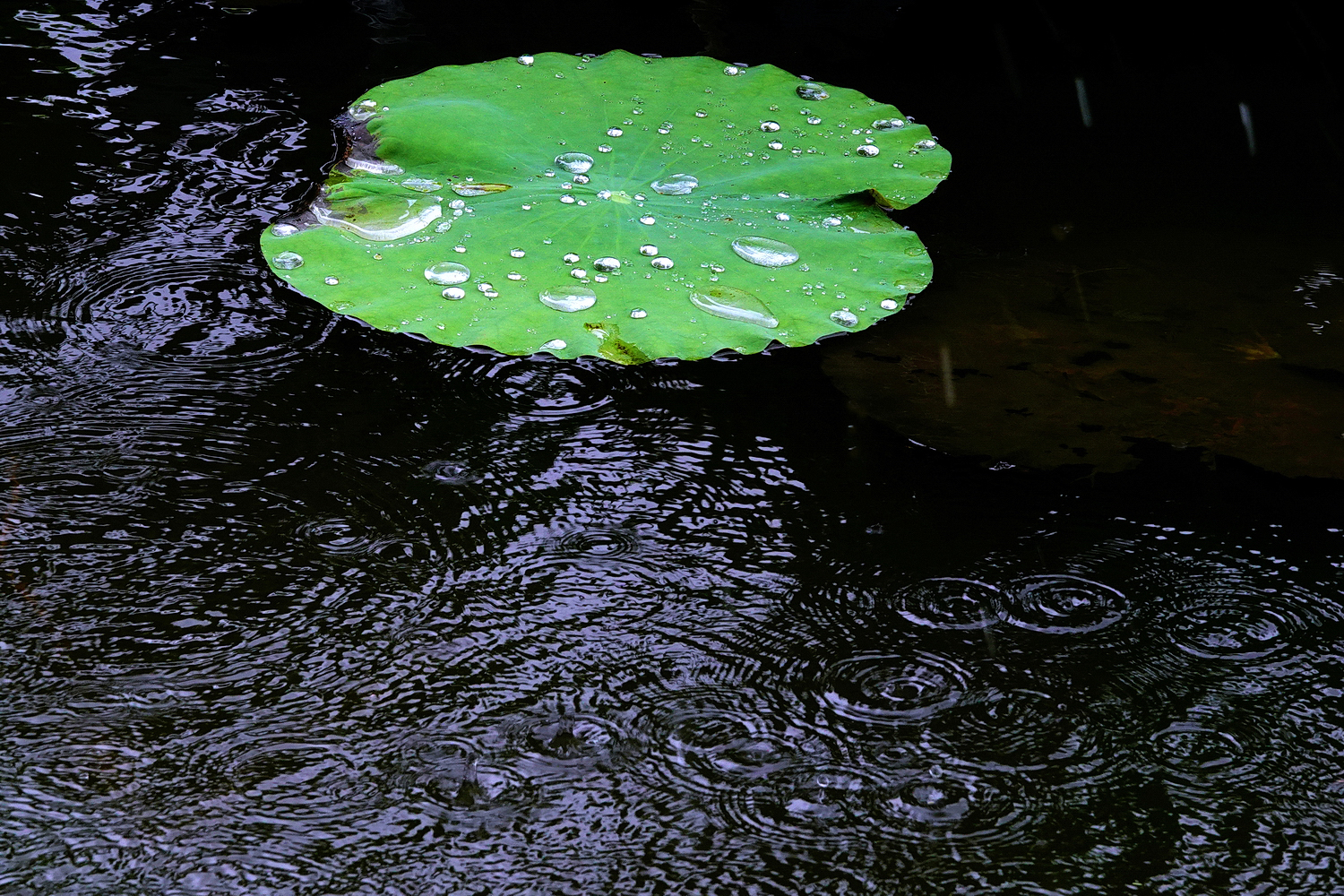陳永鑑_荷花作品_20250807d.JPG