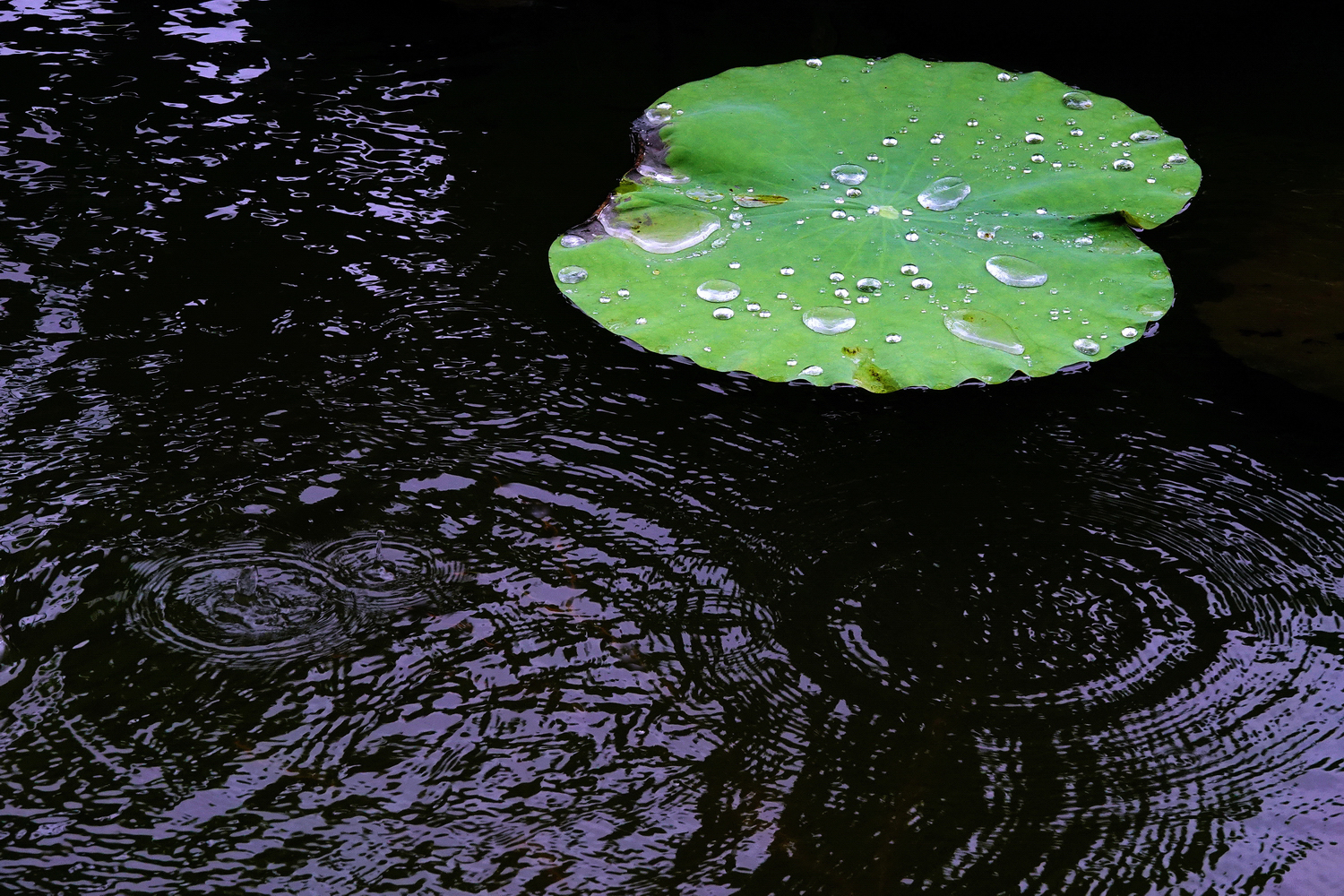 陳永鑑_荷花作品_20250807b.JPG