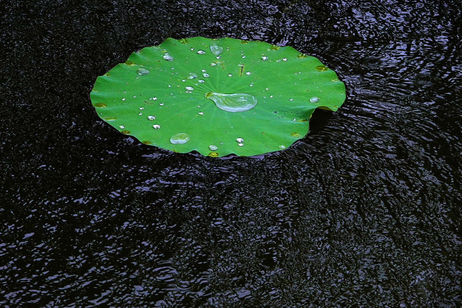 陳永鑑_荷花作品_20250807j.JPG