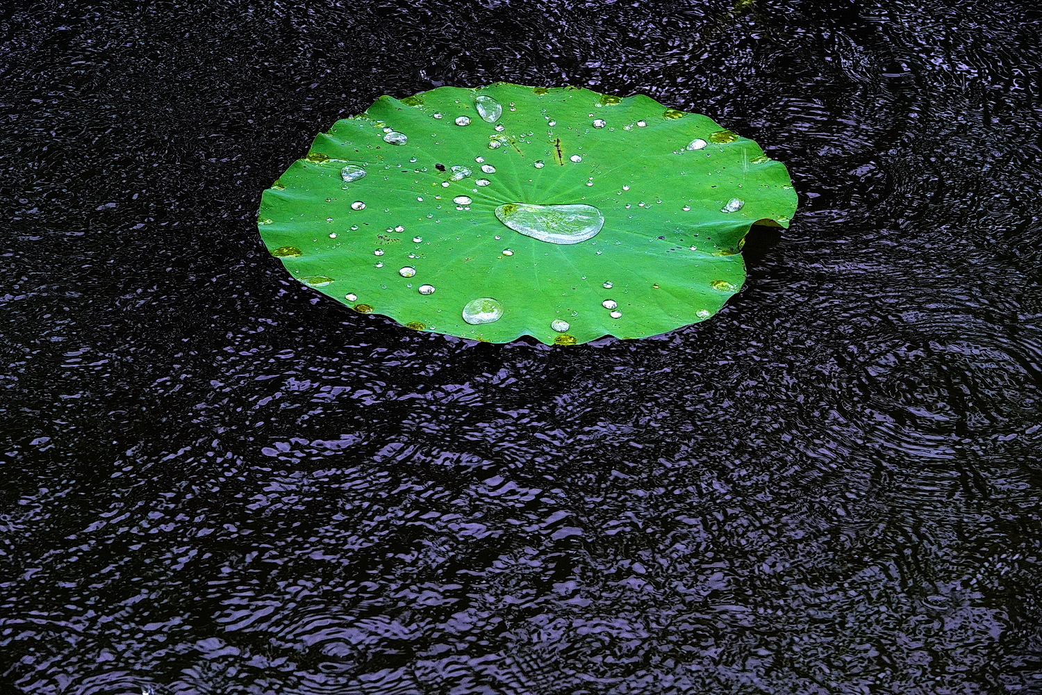 陳永鑑_荷花作品_20250807i.JPG