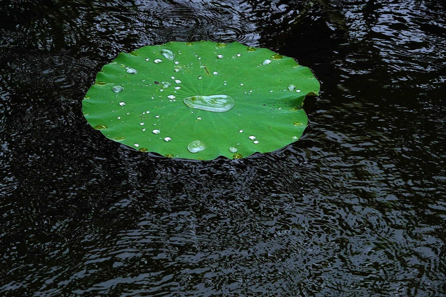 陳永鑑_荷花作品_20250807h.JPG