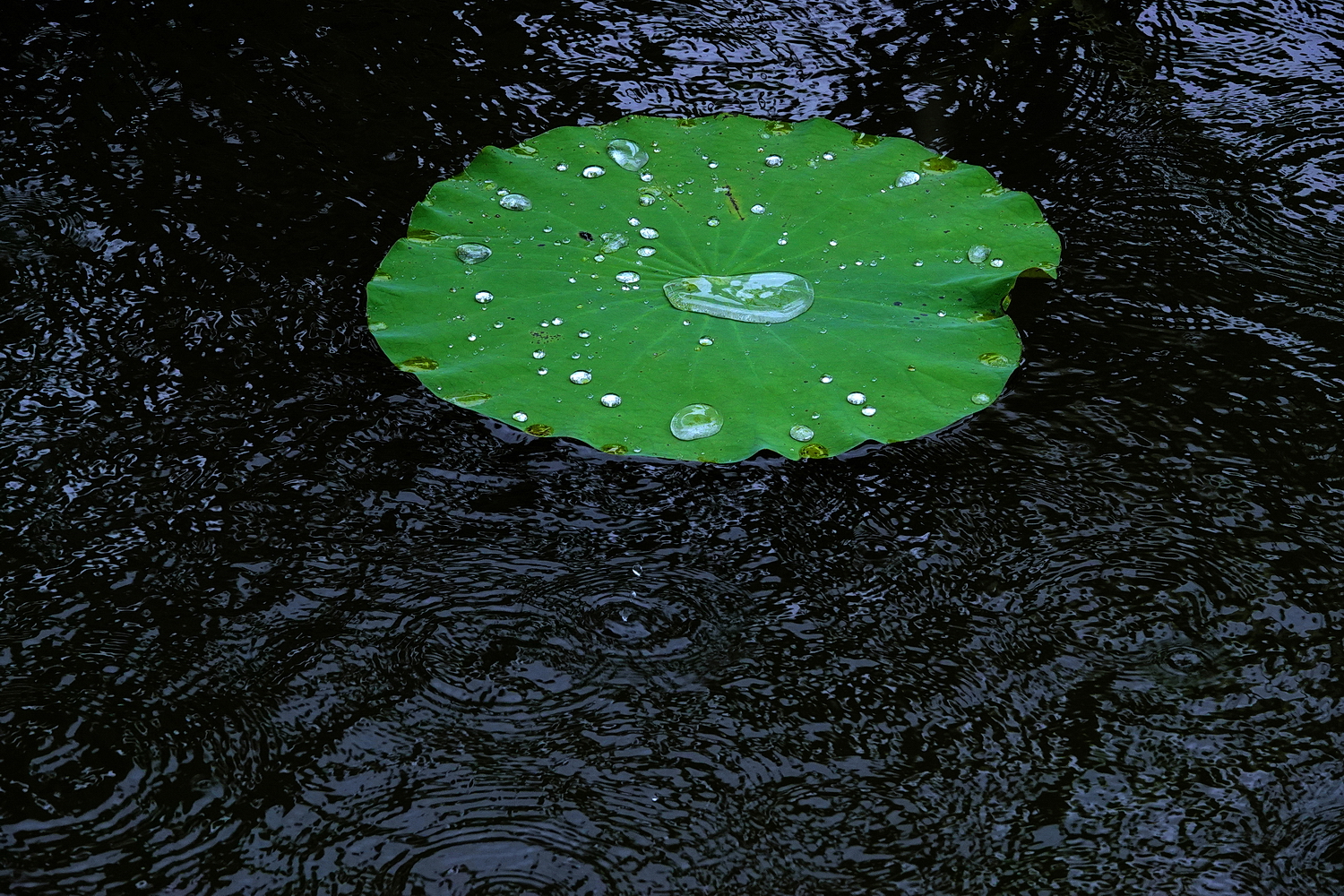陳永鑑_荷花作品_20250807g.JPG
