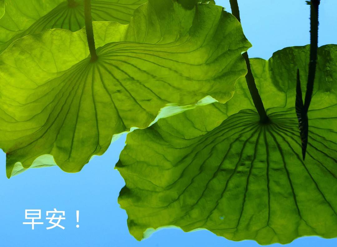 陳永鑑_荷花作品_20250810a.jpg