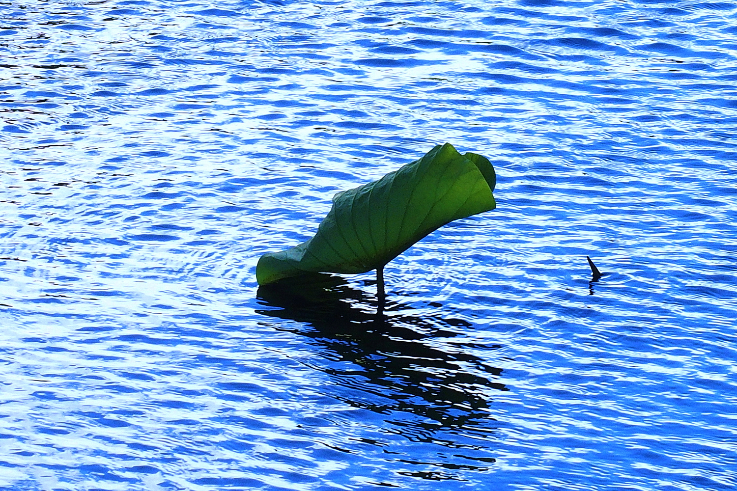 陳永鑑_荷花作品_20250813b.JPG