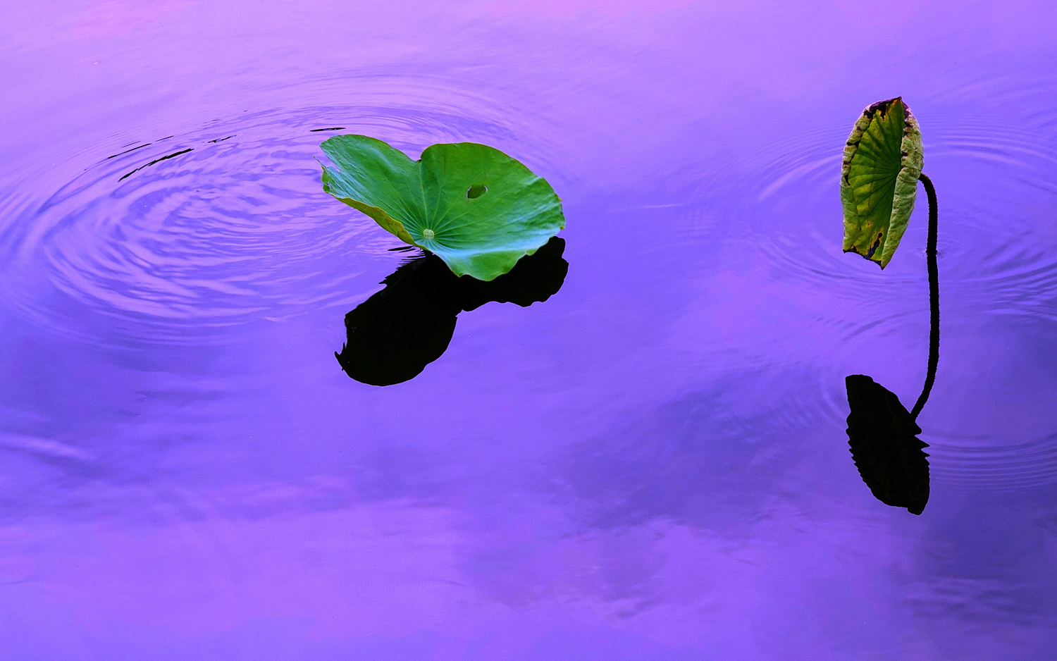 陳永鑑_荷花作品_20250812d.JPG
