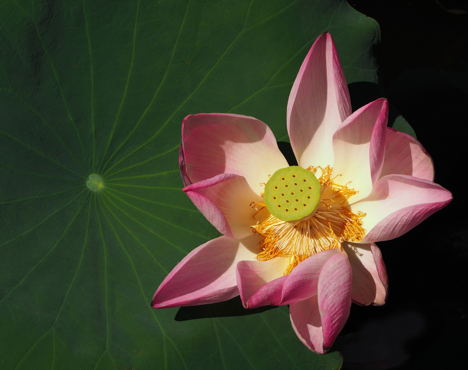 陳永鑑_荷花作品_20250814d.JPG