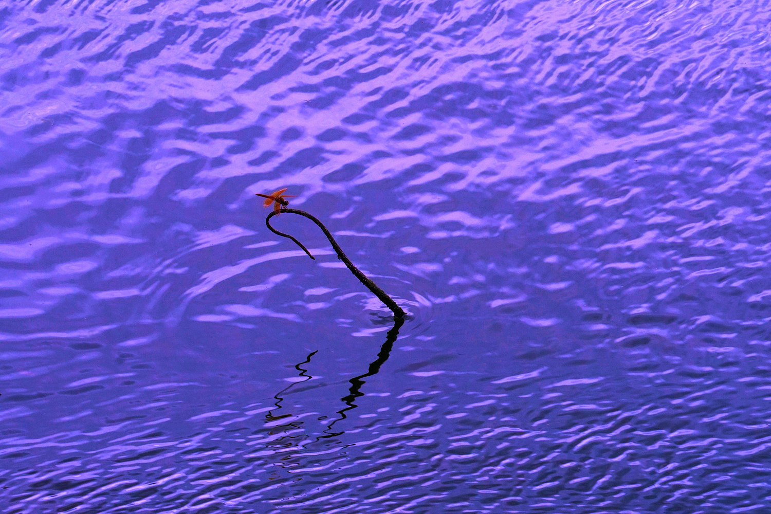 陳永鑑_荷花作品_20250815e.JPG