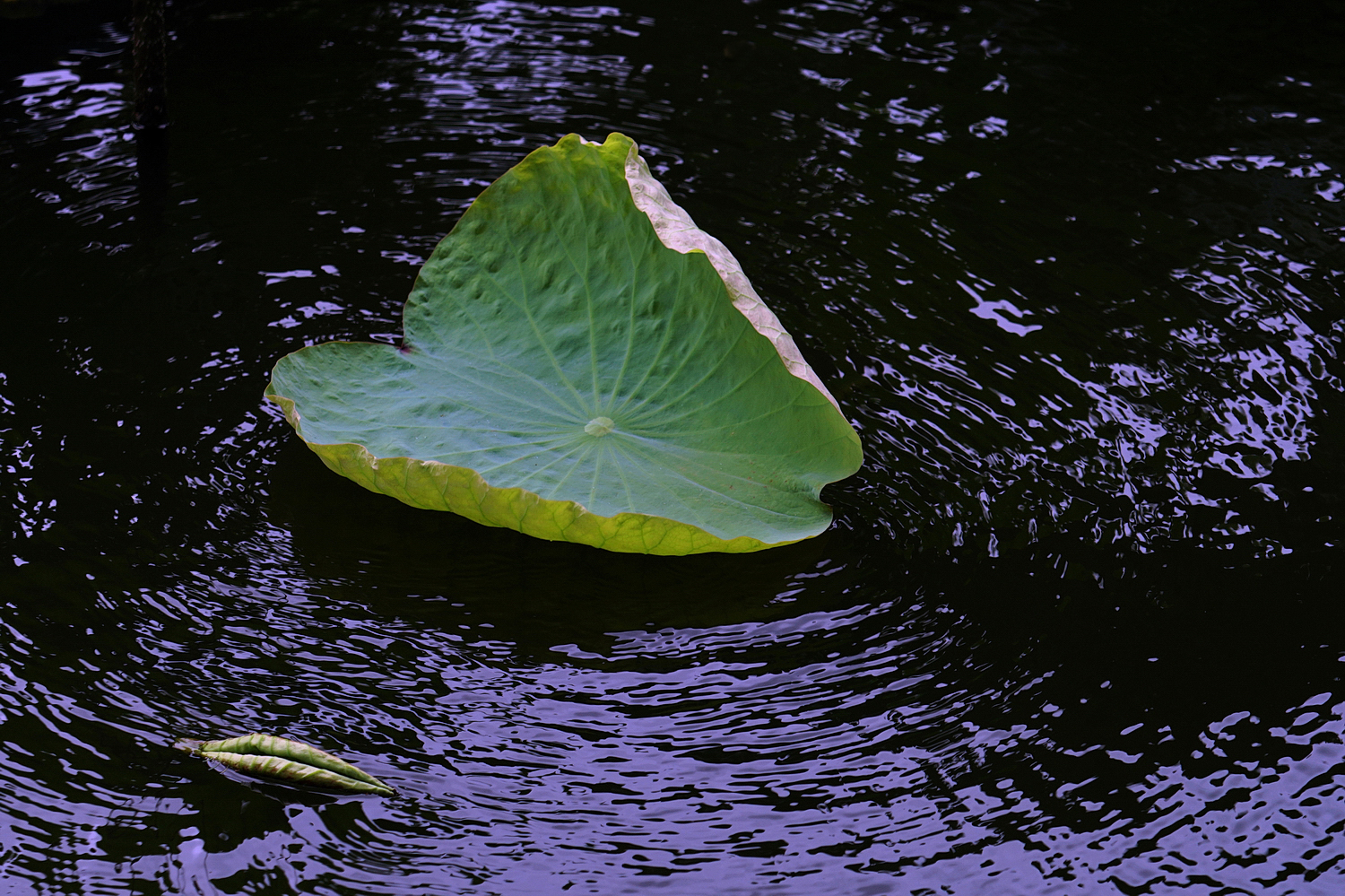 陳永鑑_荷花作品_20250814f.JPG